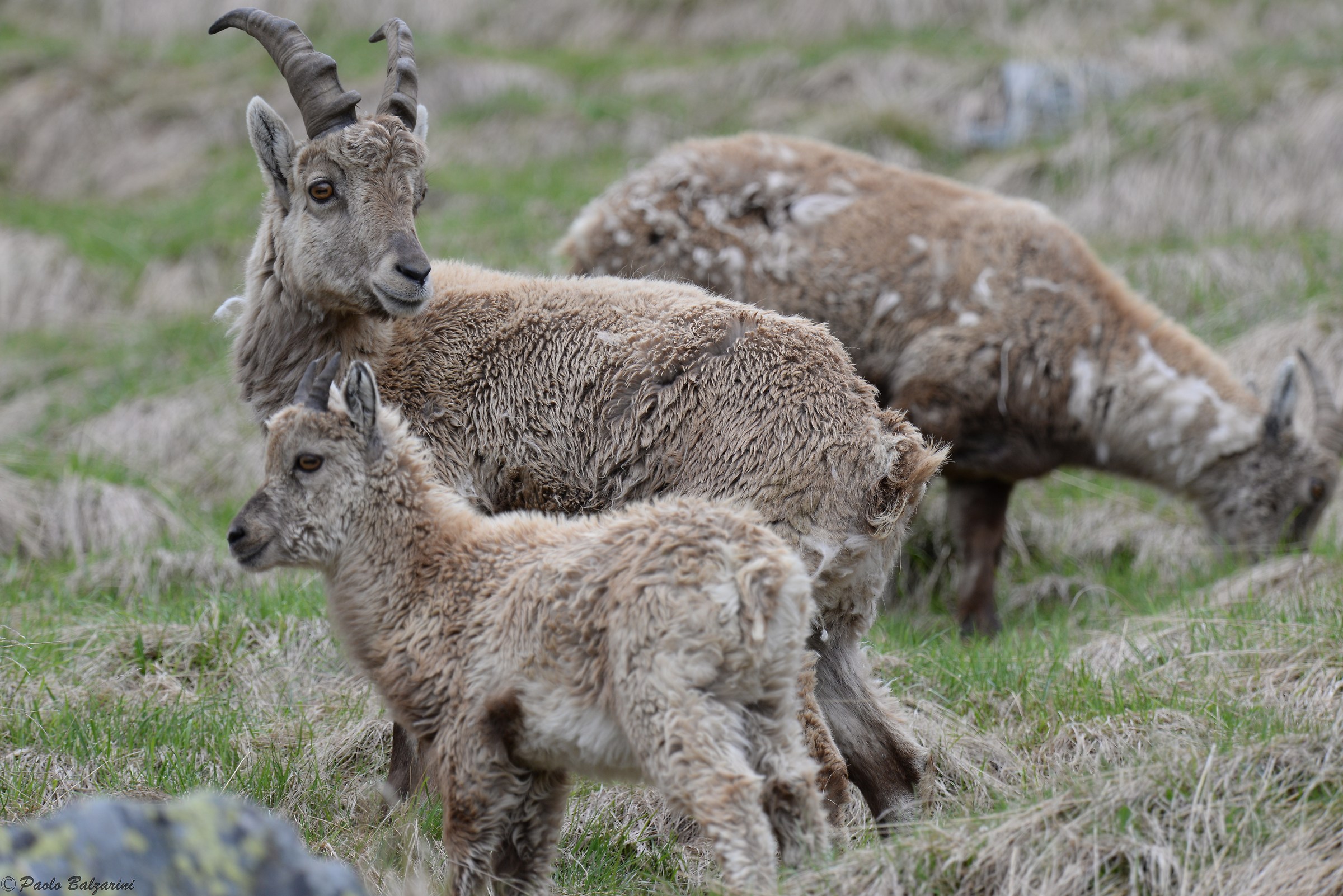 The ibex of the Alps