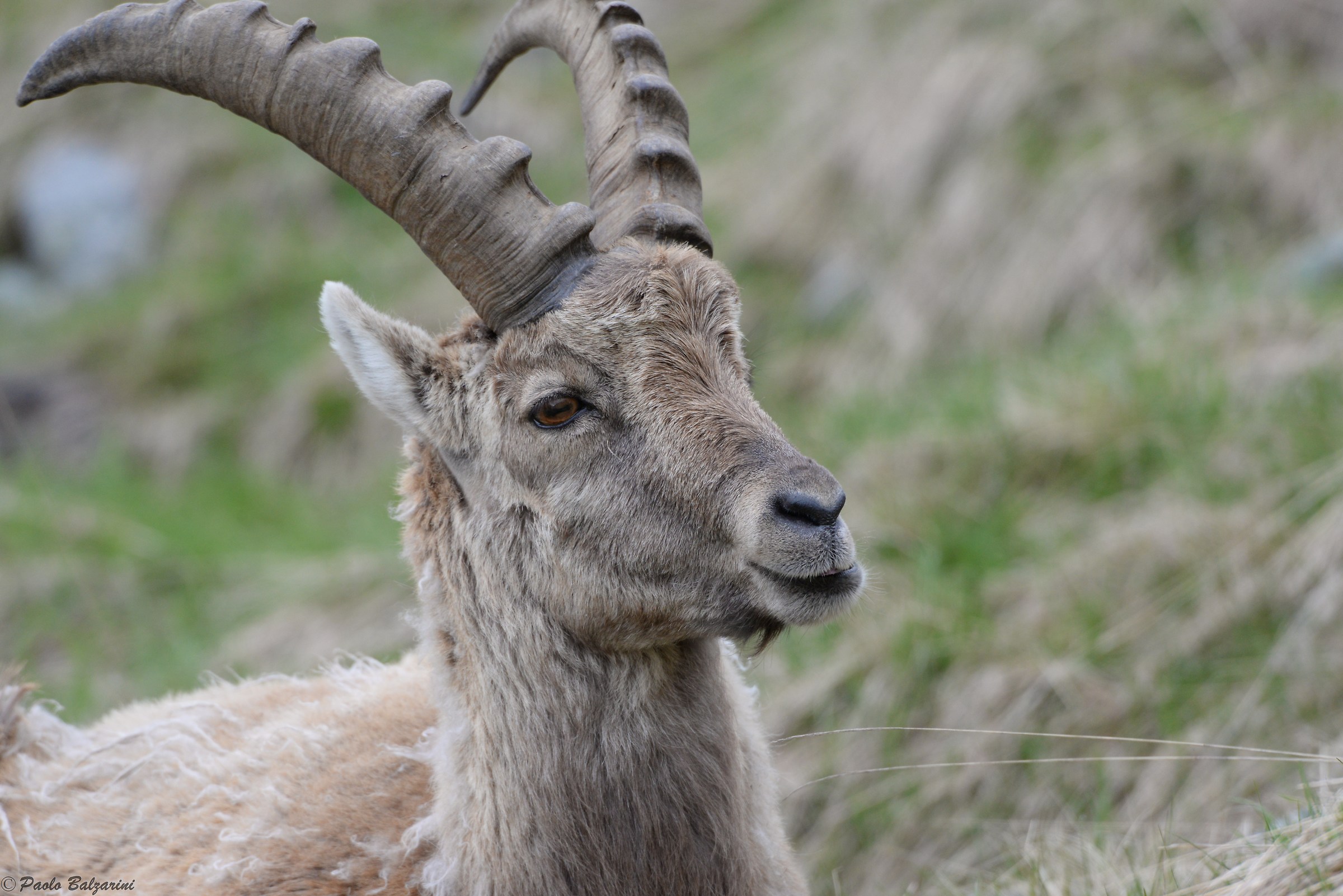 The ibex of the Alps