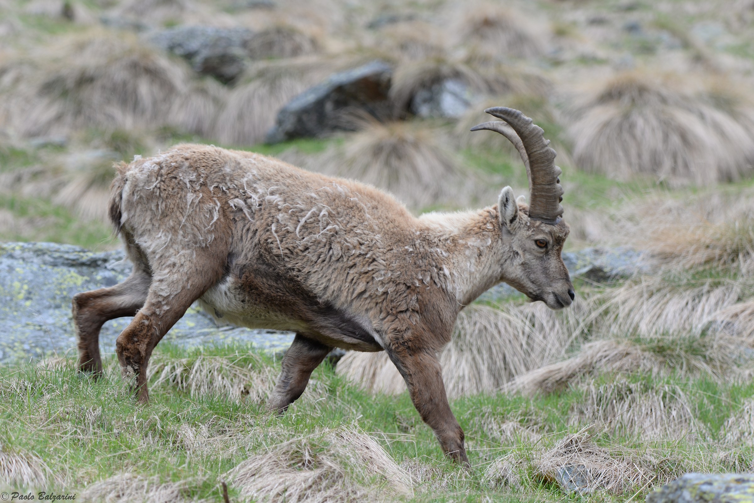 The ibex of the Alps
