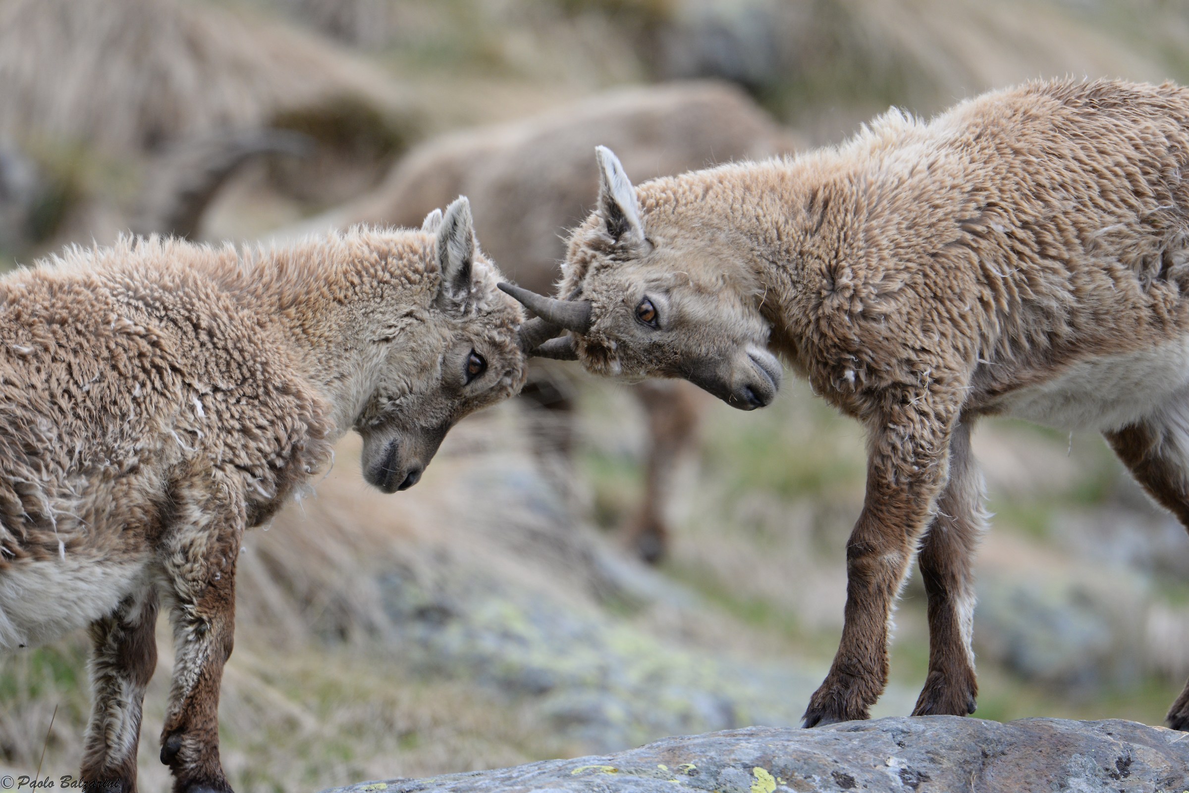 The ibex of the Alps