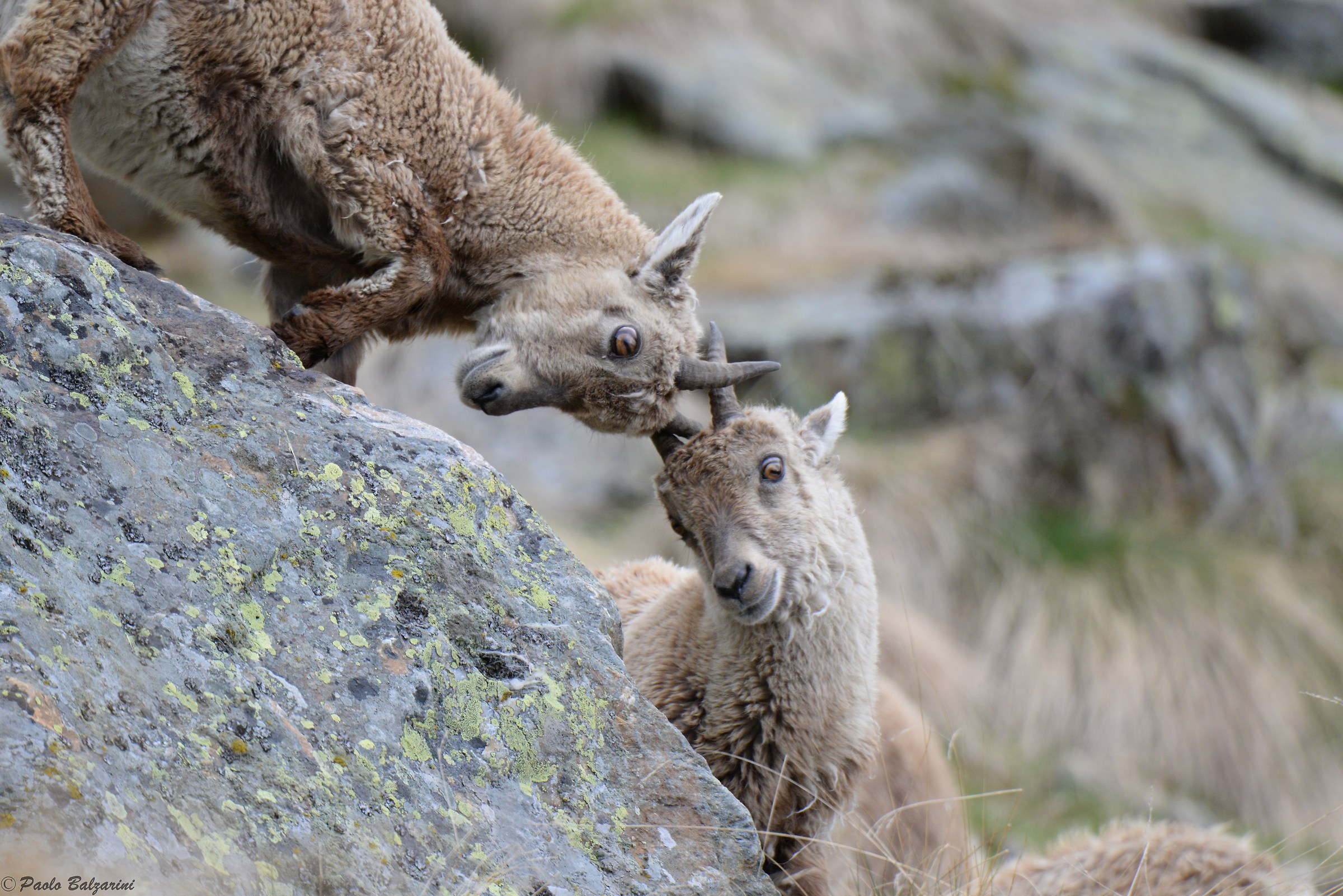 The ibex of the Alps