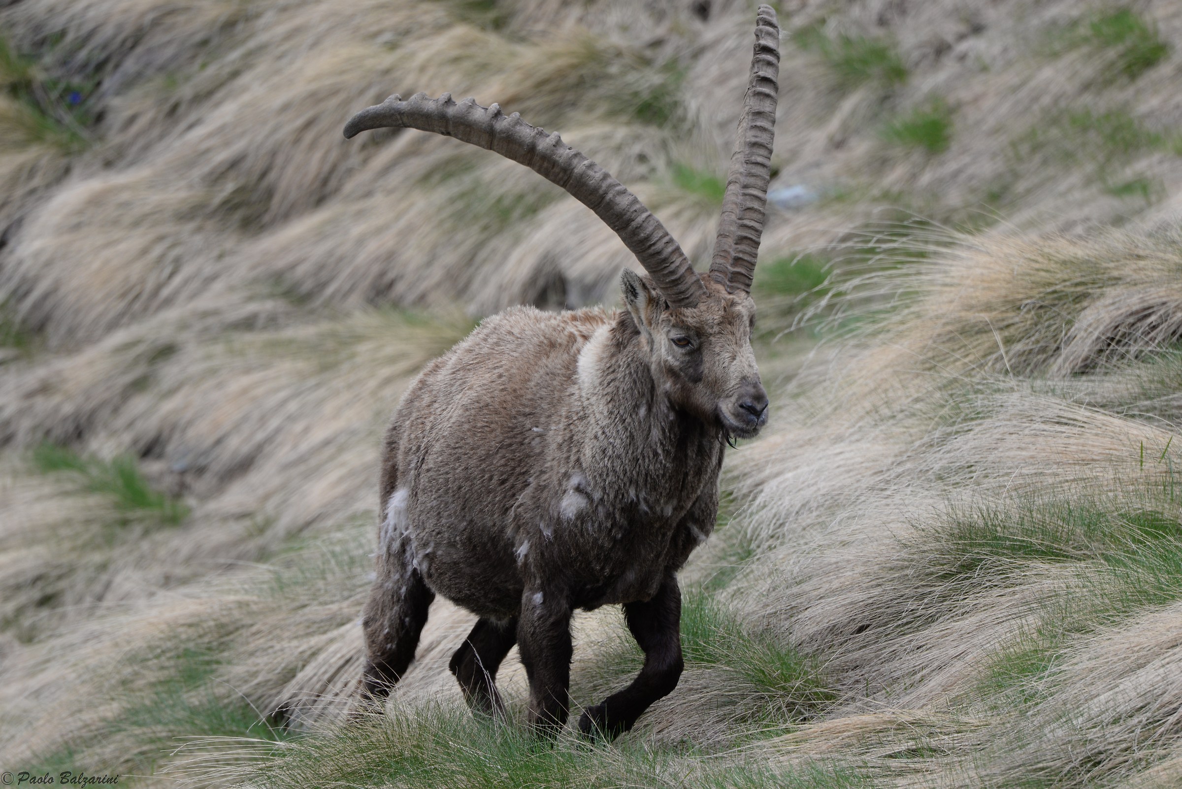 The ibex of the Alps