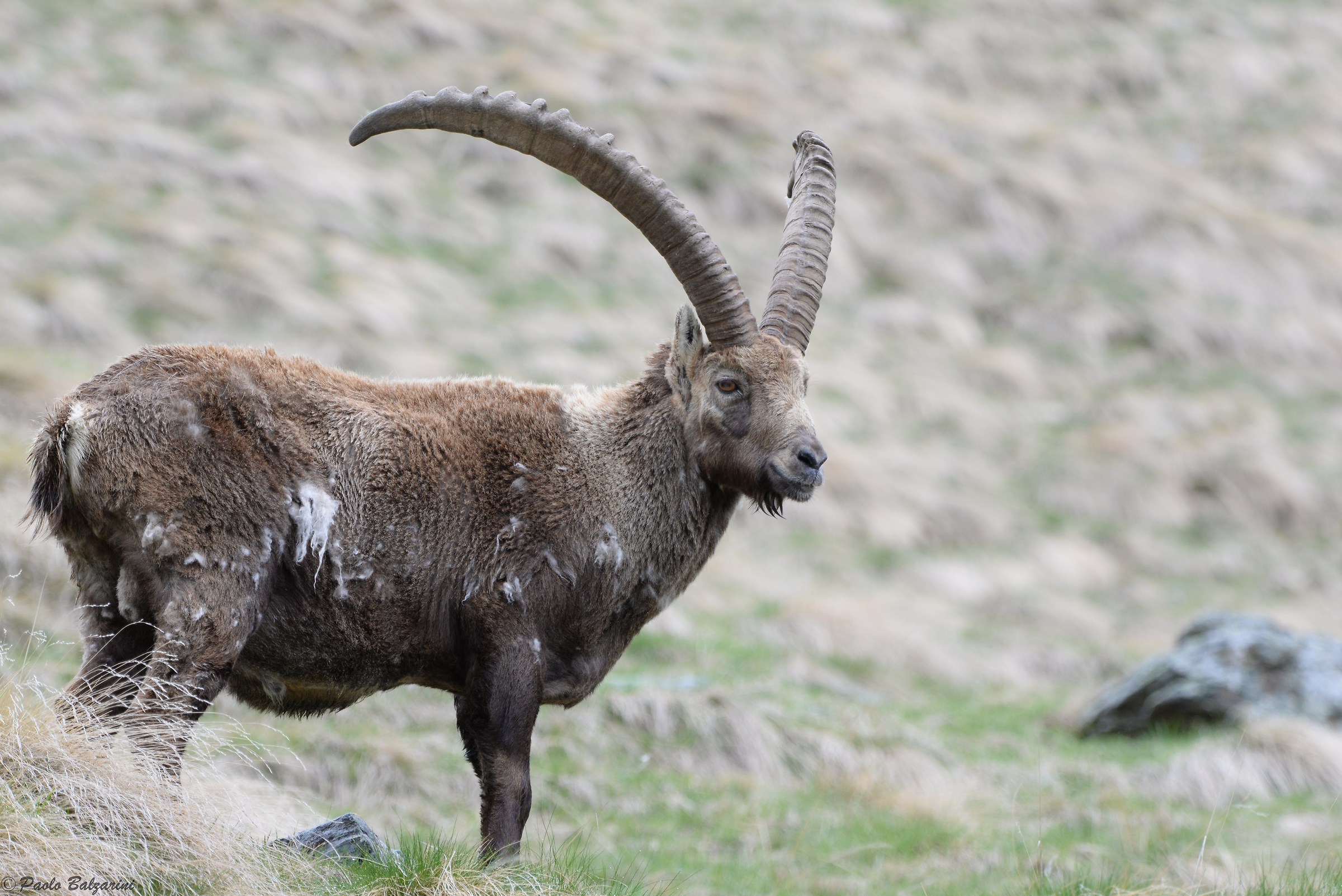 The ibex of the Alps