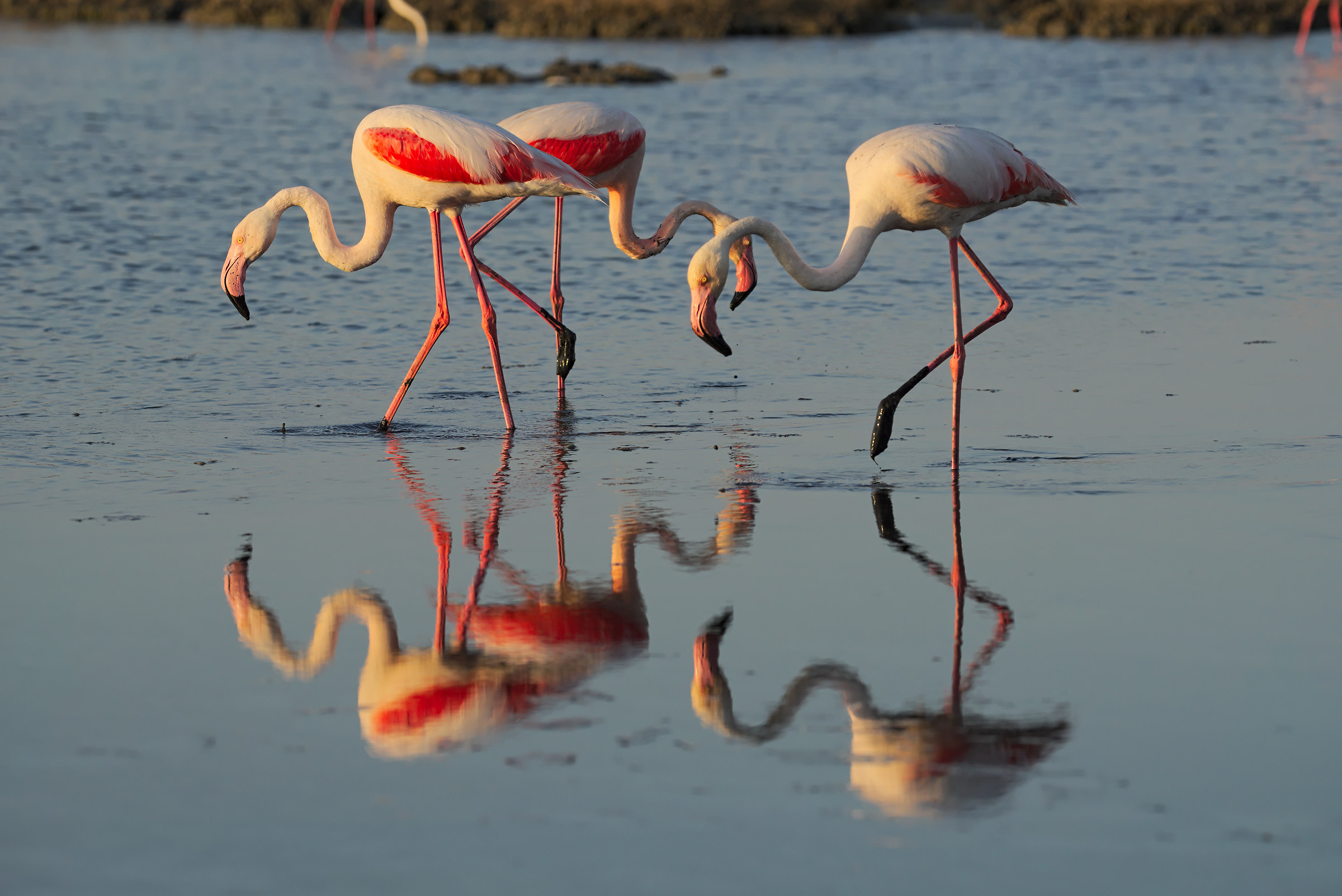 flamingos at sunset