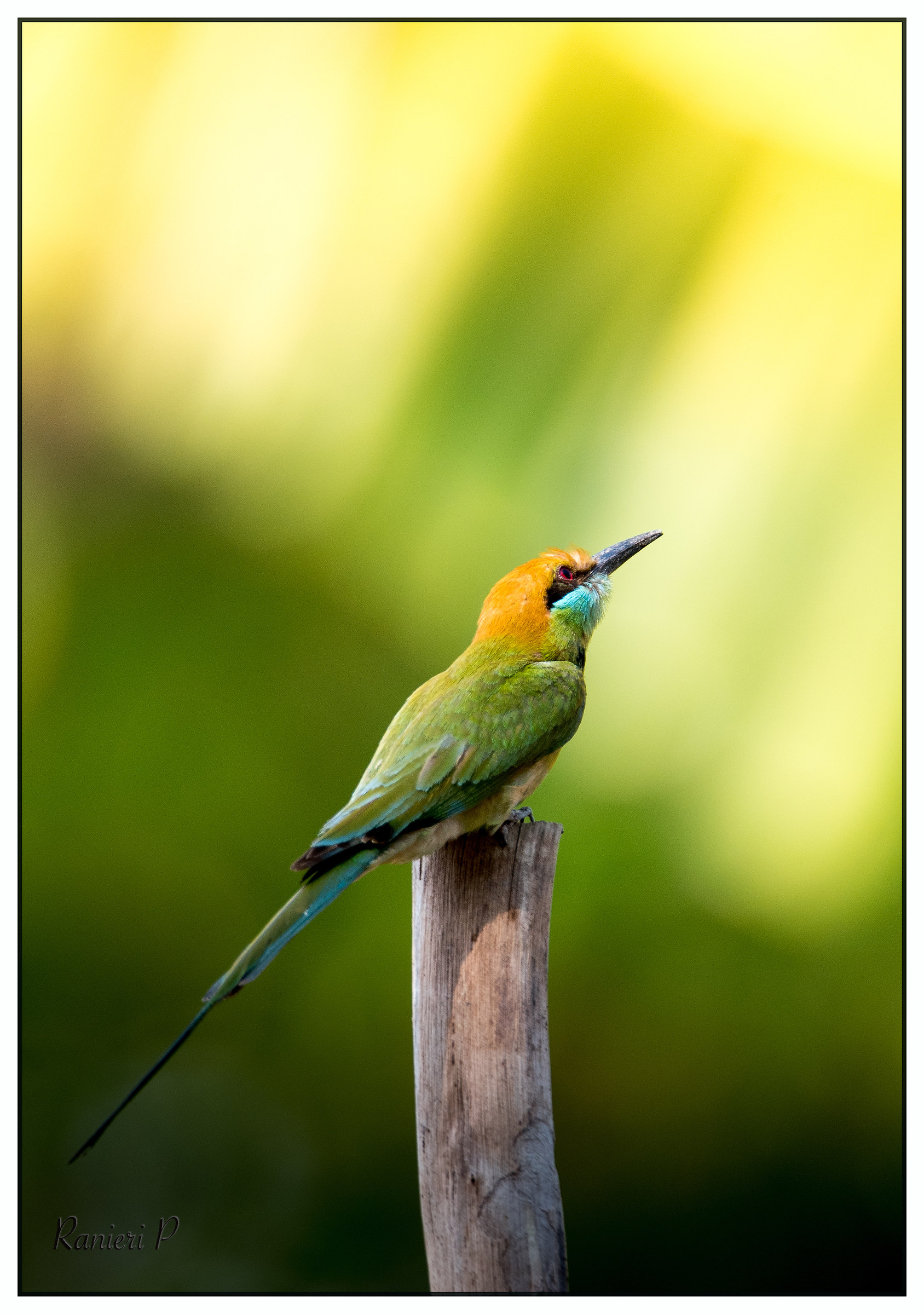 Green bee eater