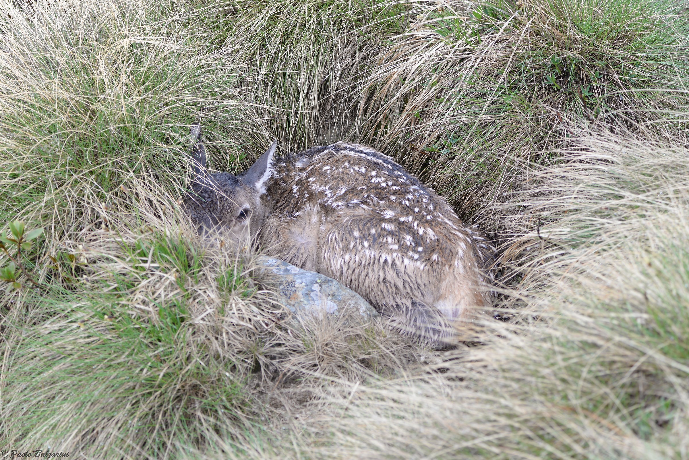 Small birth deer June 2016