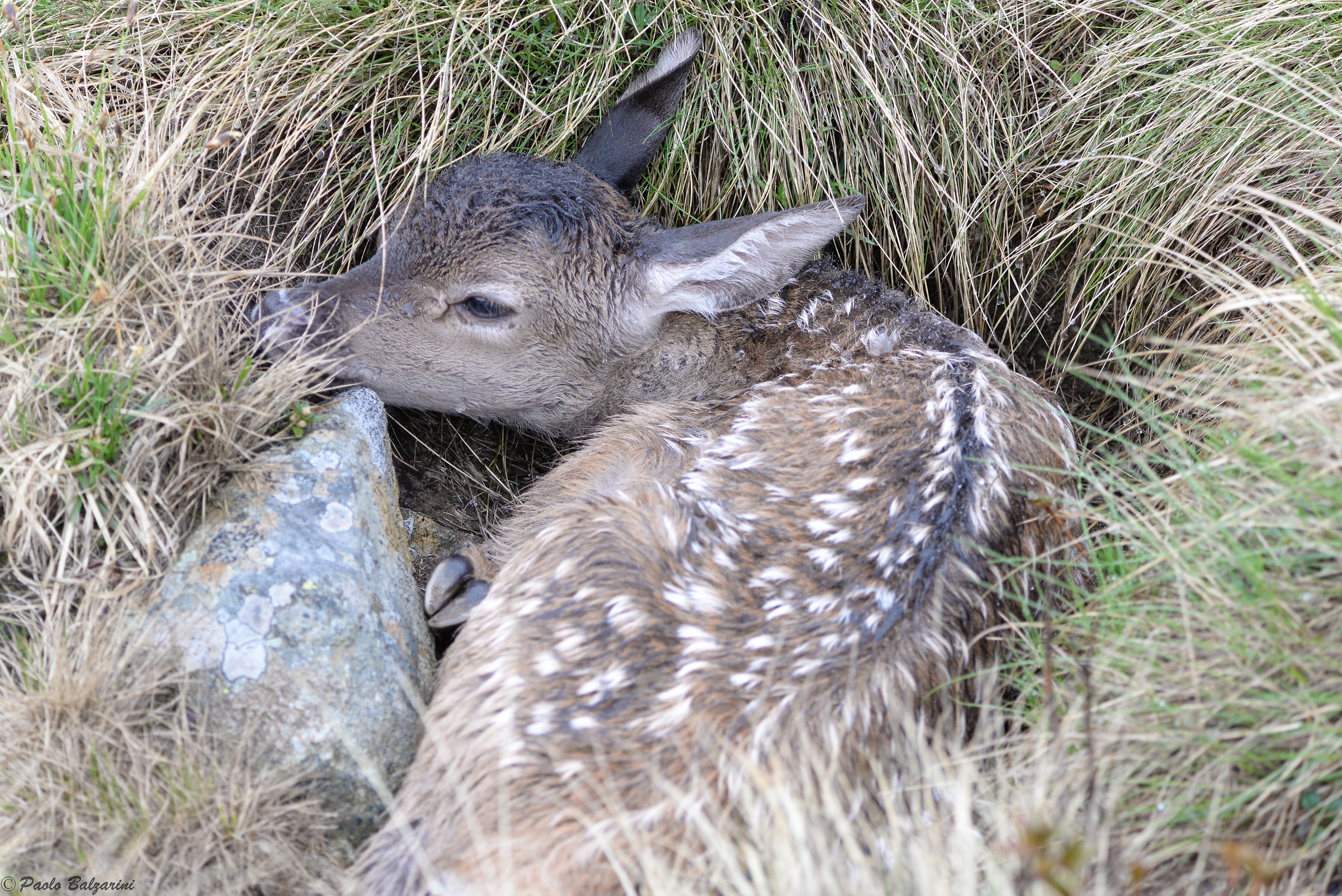 Small birth deer June 2016