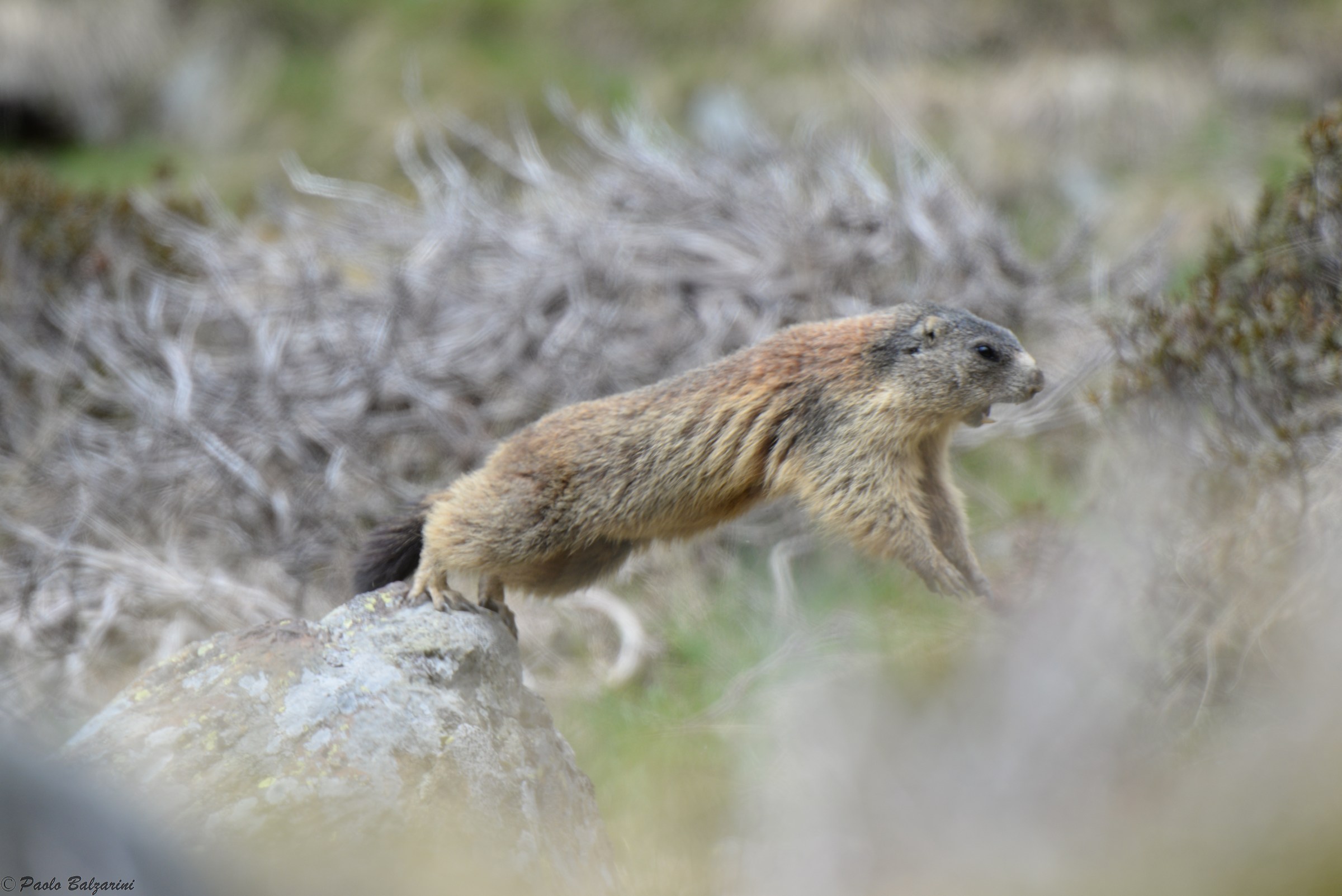 Alpine Marmot