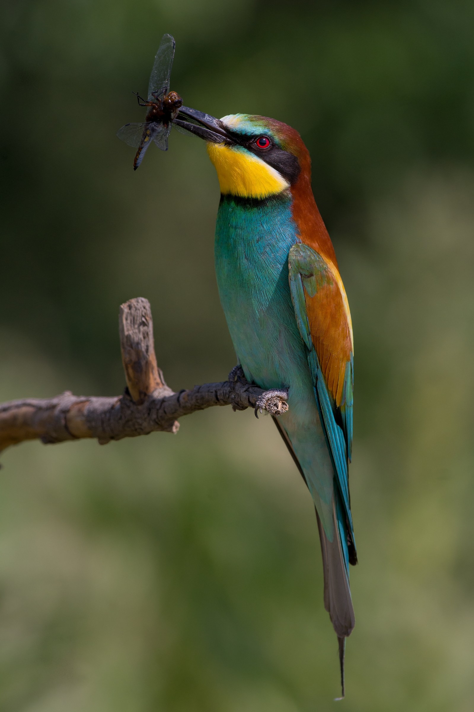Bee Eater