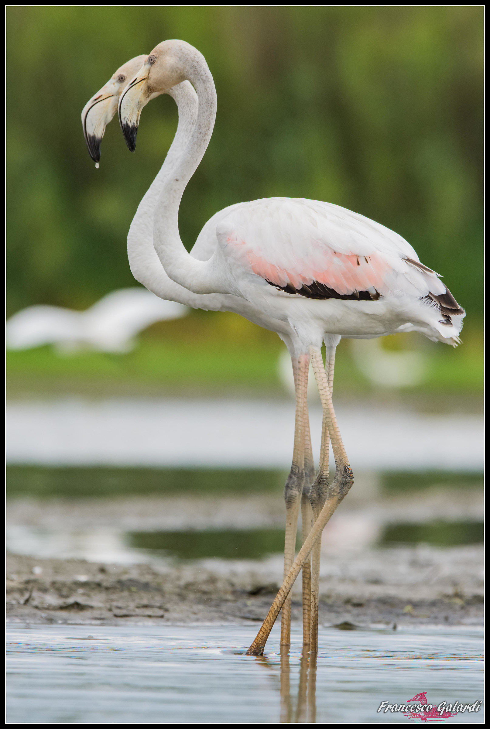 Fenicottero rosa - Phoenicopterus roseus