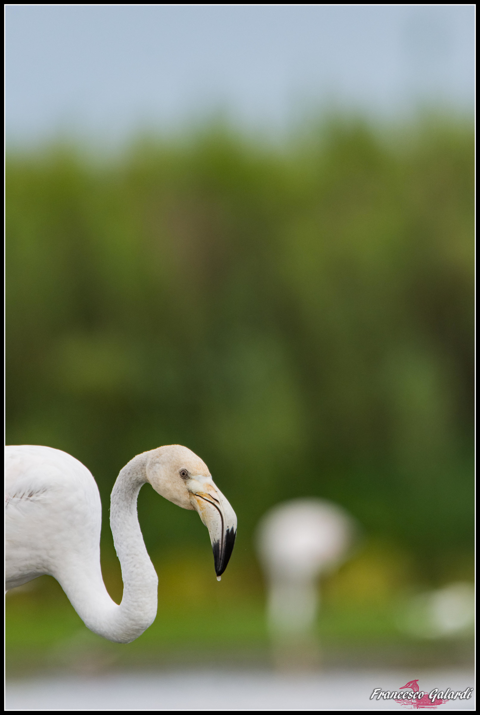 Fenicottero rosa - Phoenicopterus roseus