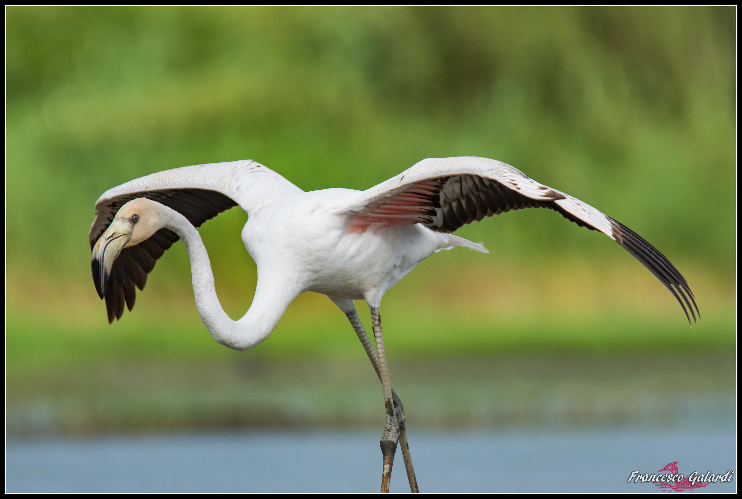 Fenicottero rosa - Phoenicopterus roseus