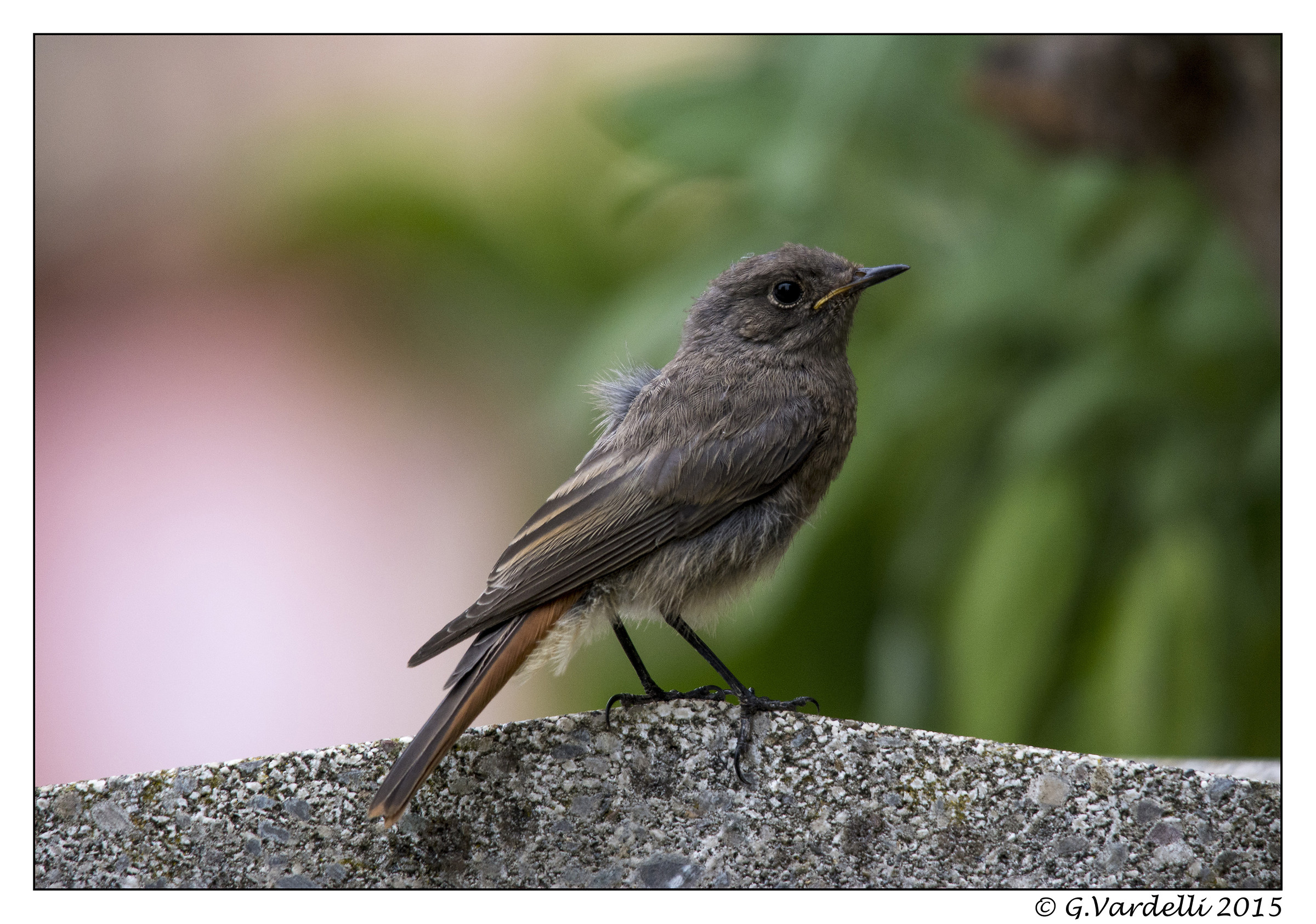 Redstart