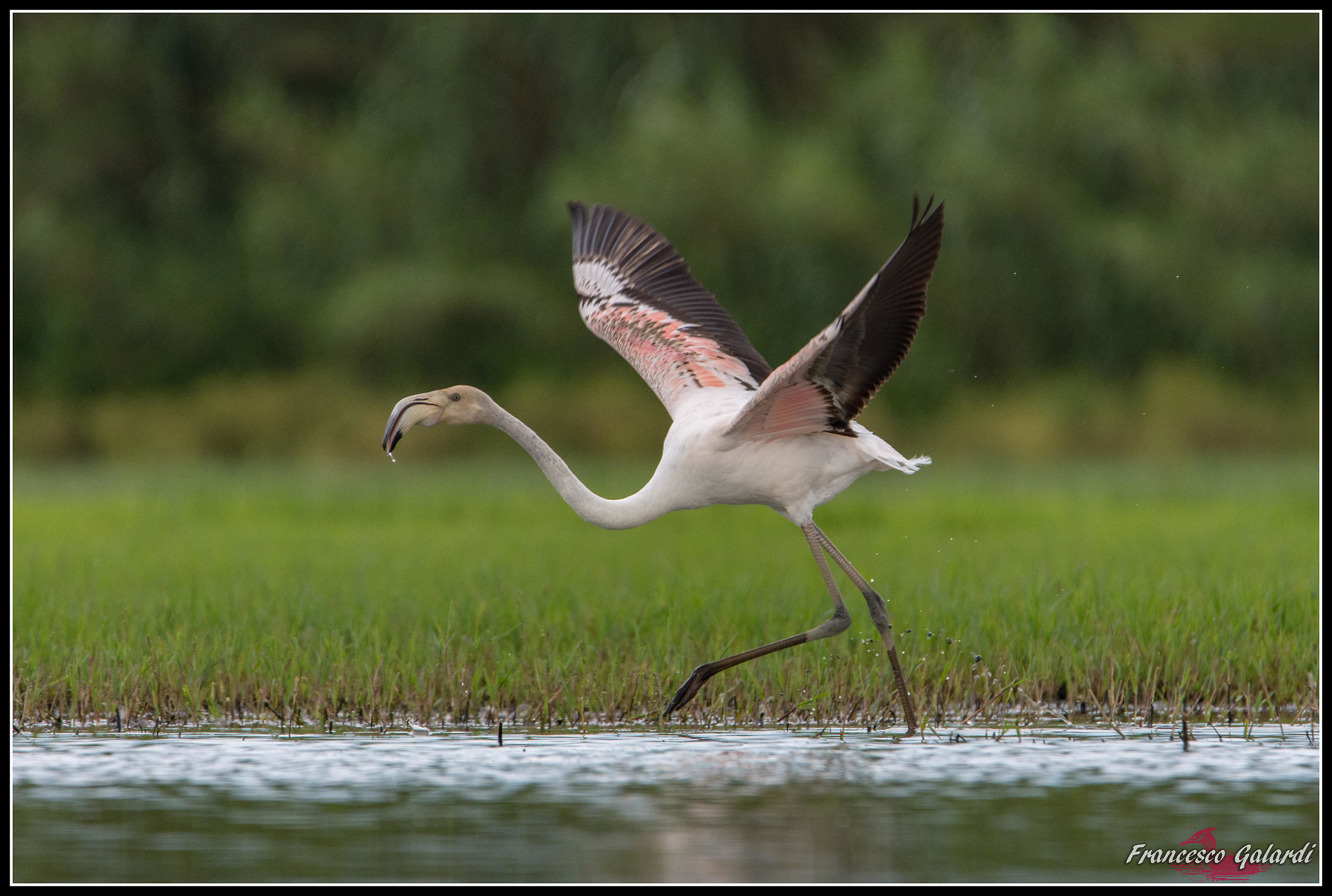 Fenicottero rosa - Phoenicopterus roseus