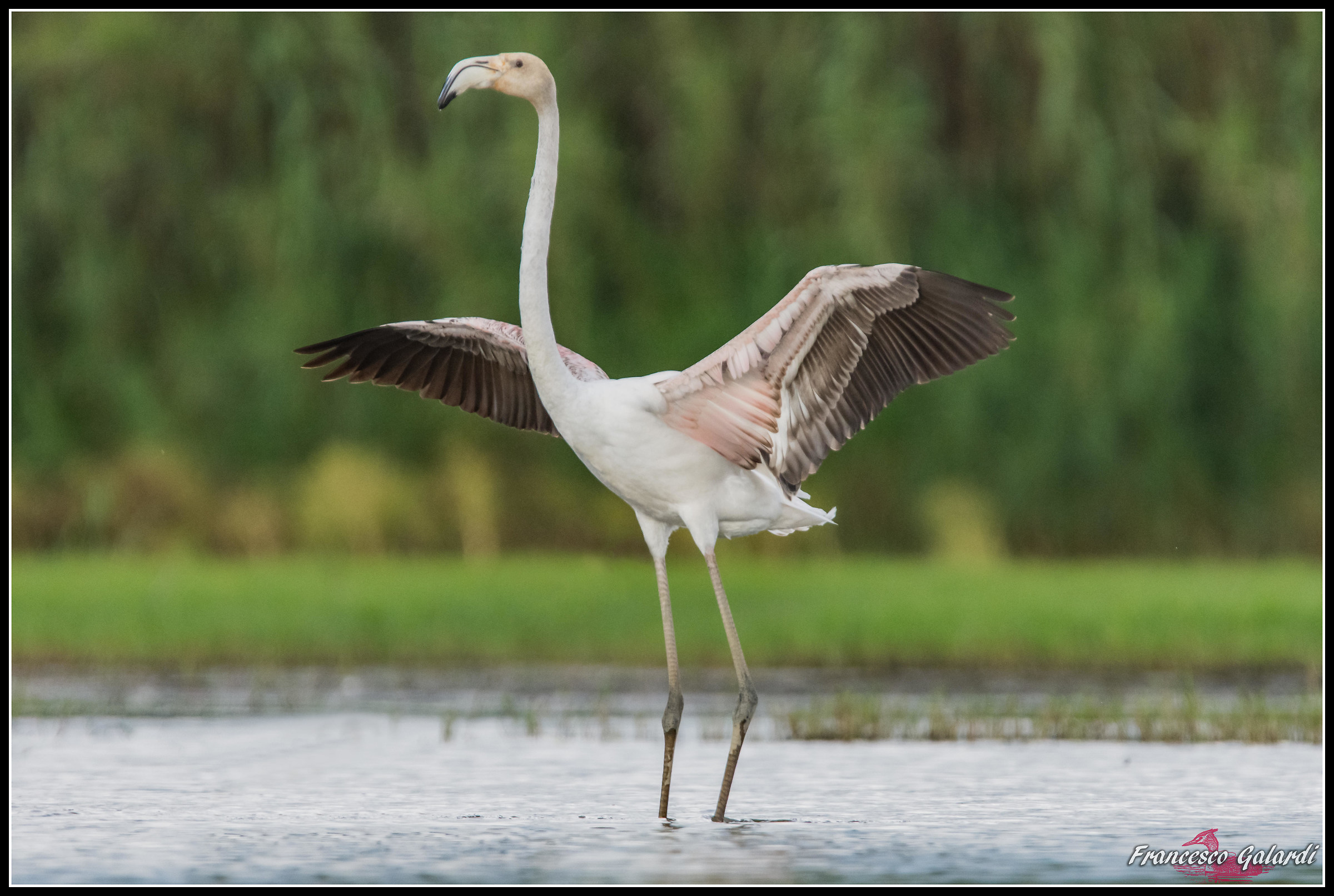 Fenicottero rosa - Phoenicopterus roseus