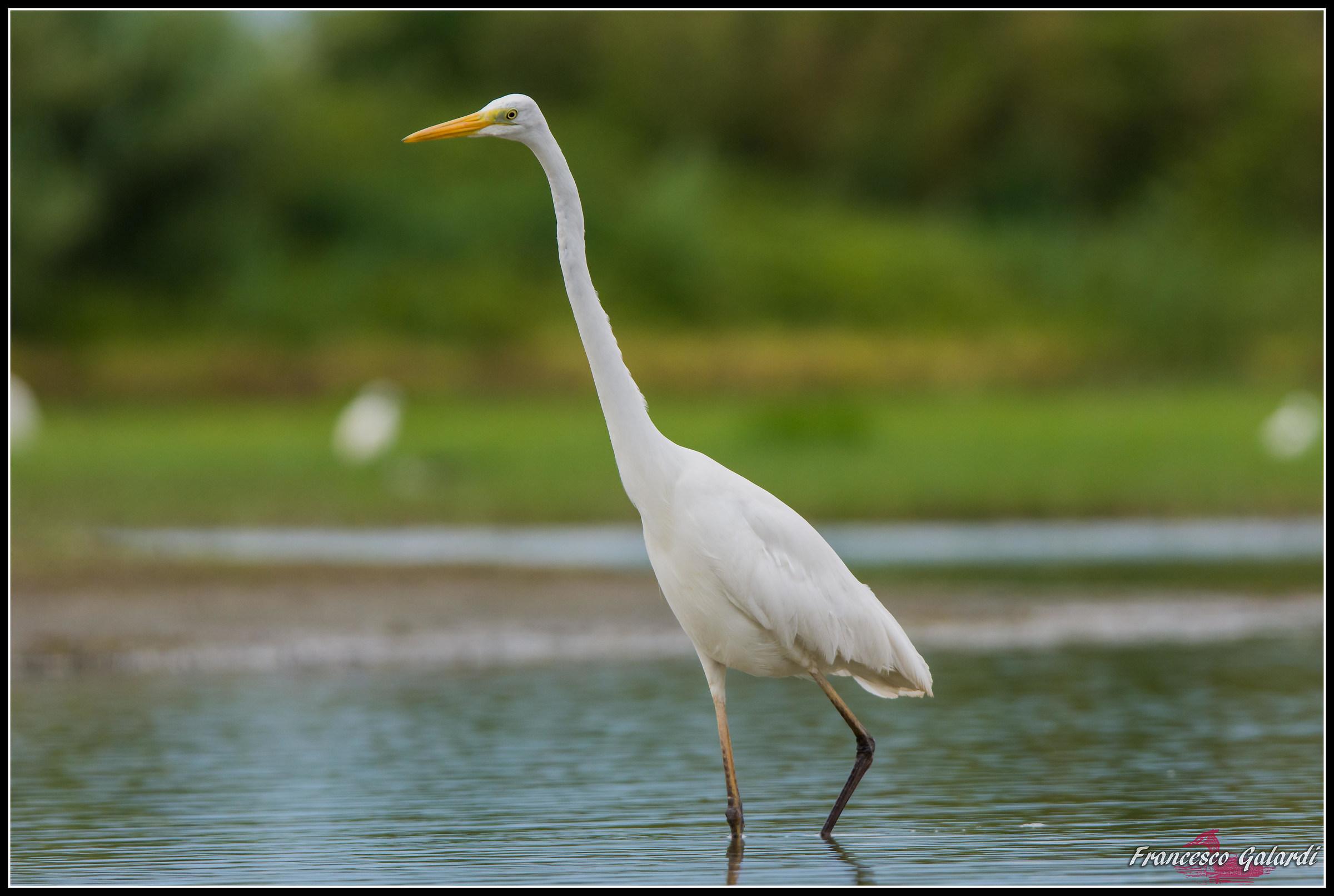 Airone bianco maggiore - Ardea alba