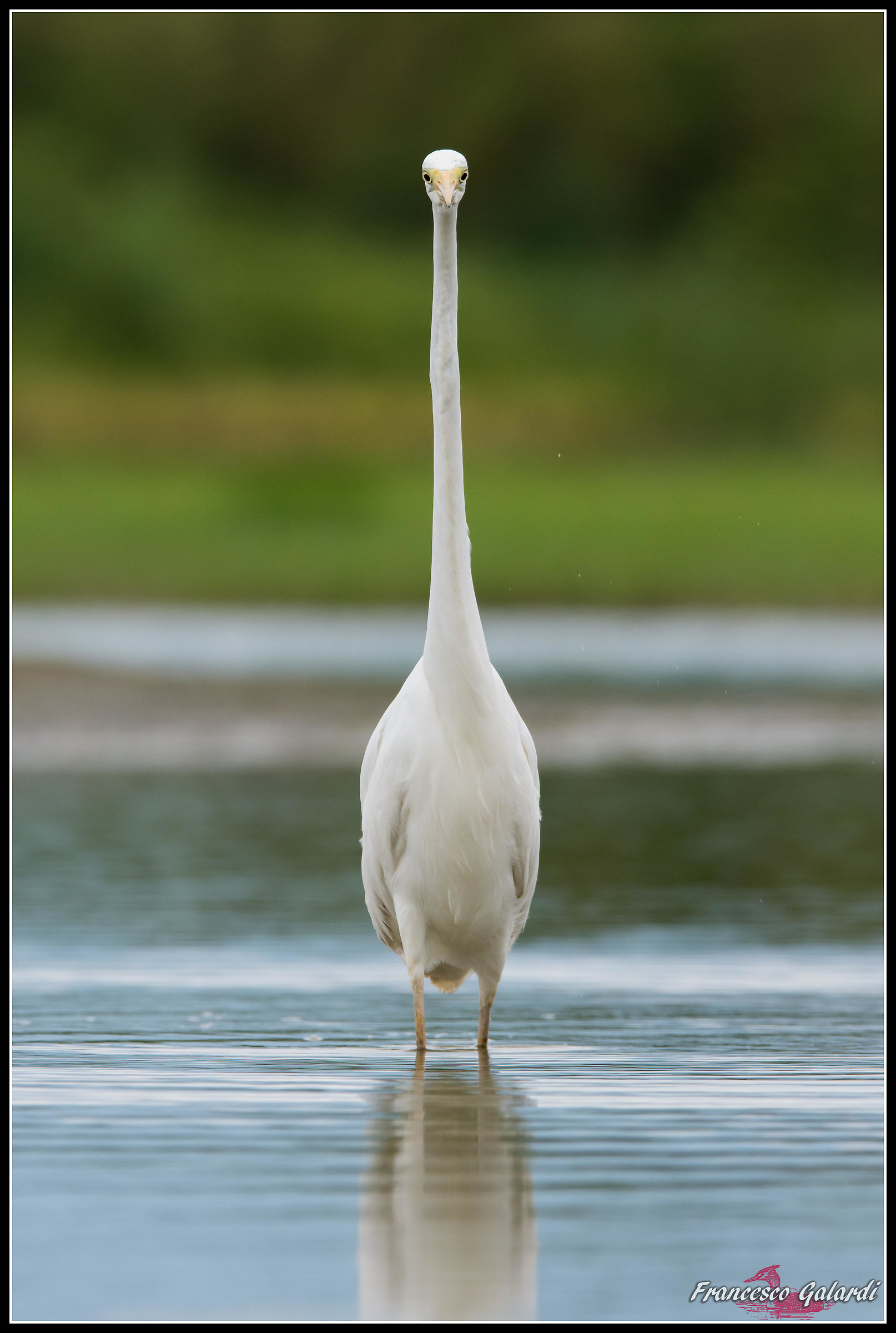 Airone bianco maggiore - Ardea alba