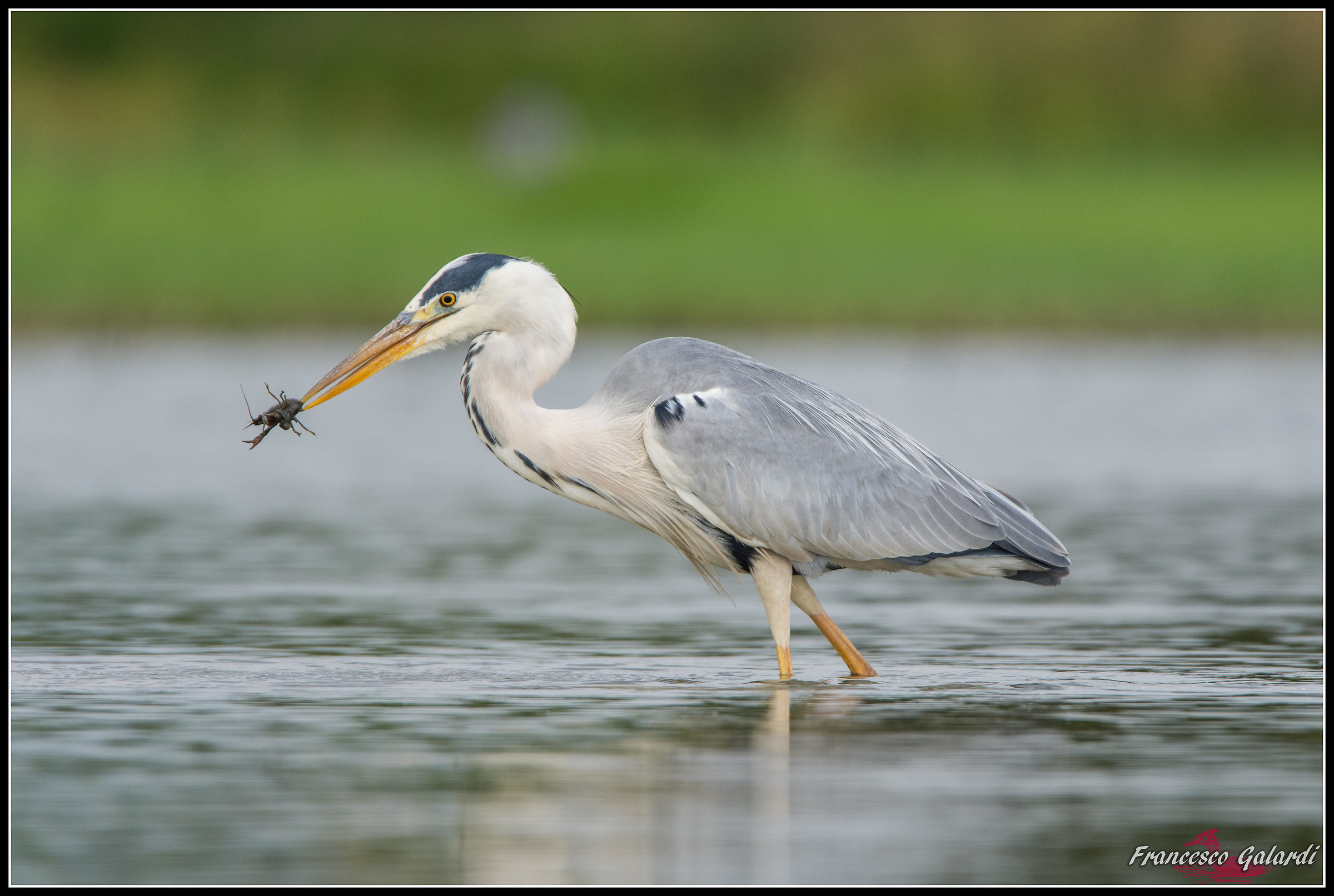 Airone cenerino - ardea cinerea