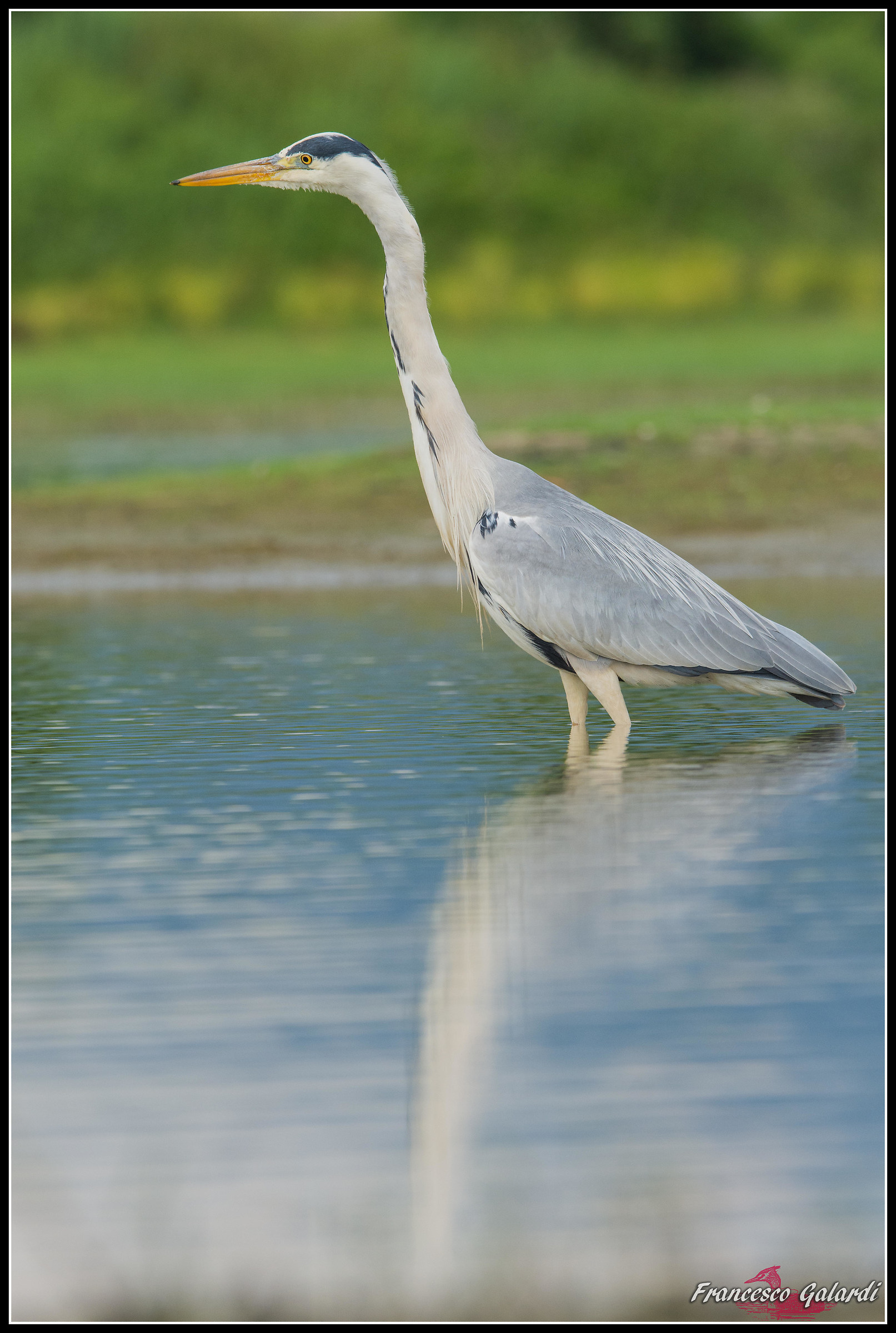 Airone cenerino - ardea cinerea