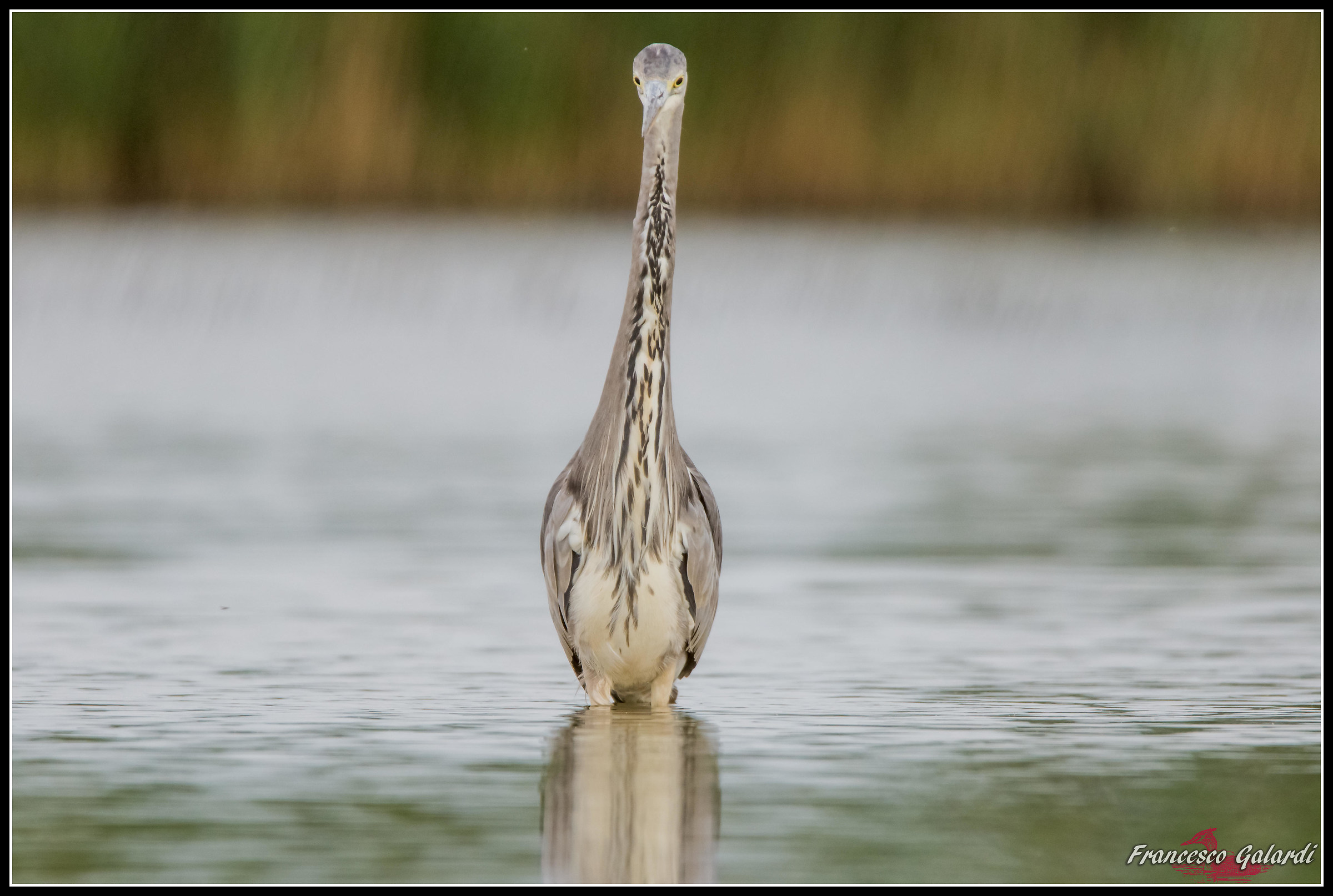 Airone cenerino - ardea cinerea