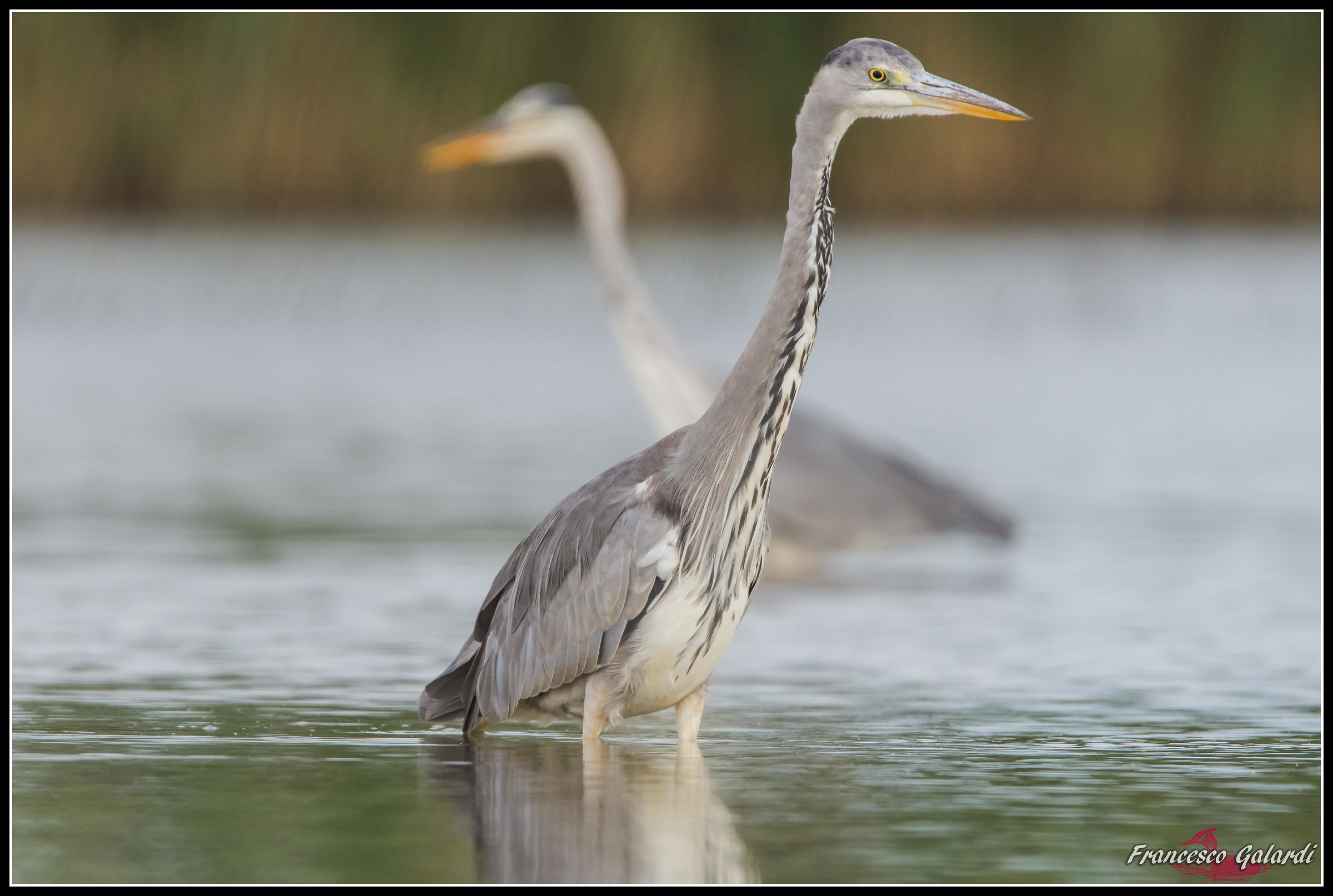 Airone cenerino - ardea cinerea
