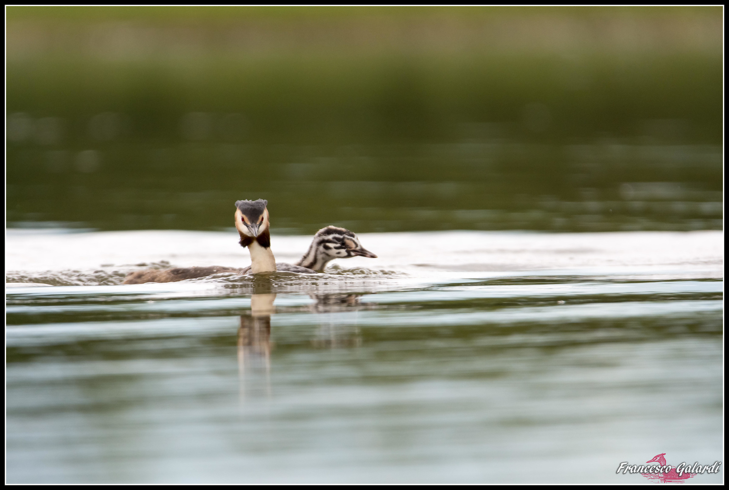 Svasso maggiore - Podiceps cristatus