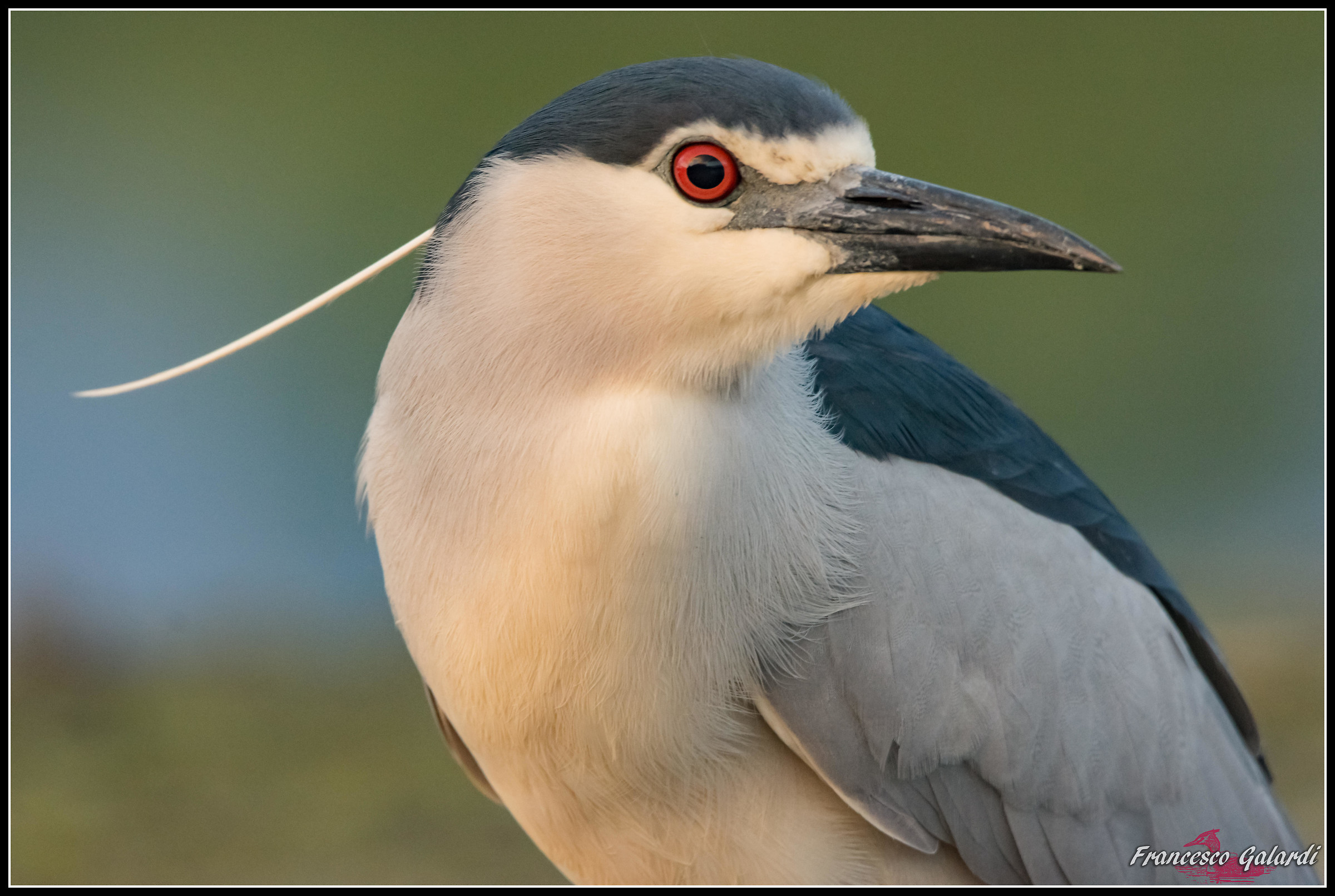 Nitticora adulta - Nycticorax nycticorax