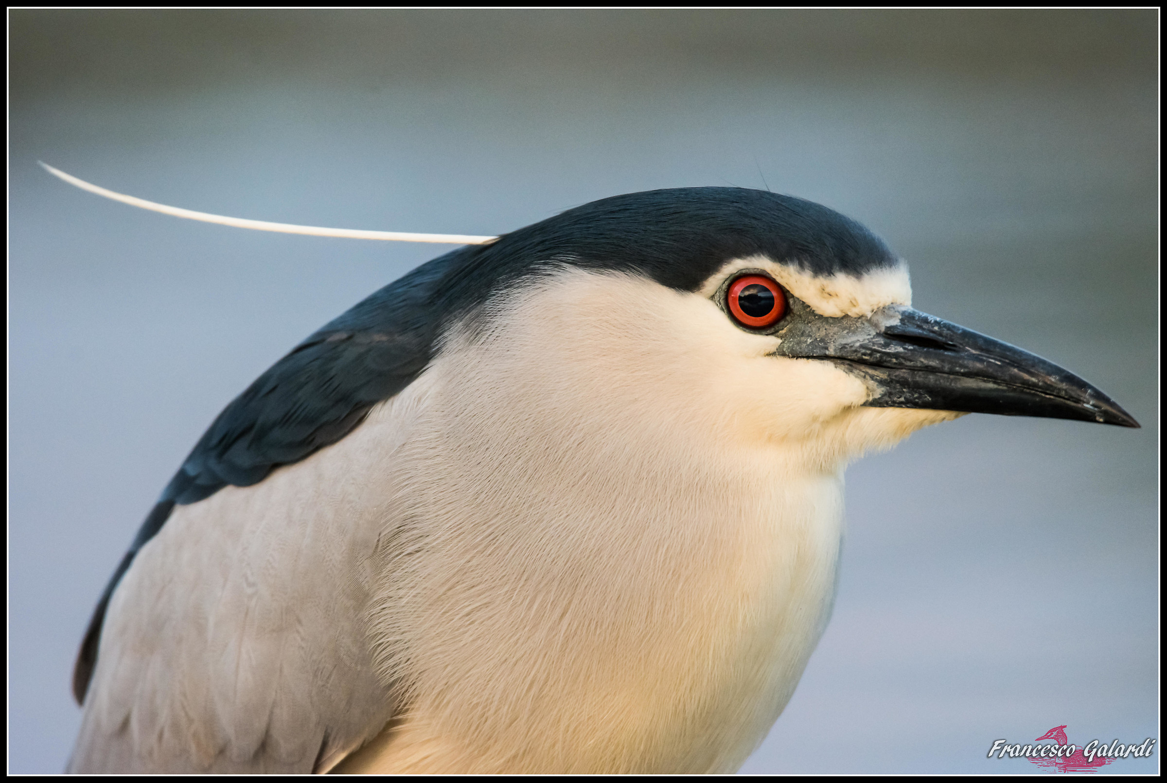 Nitticora adulta - Nycticorax nycticorax