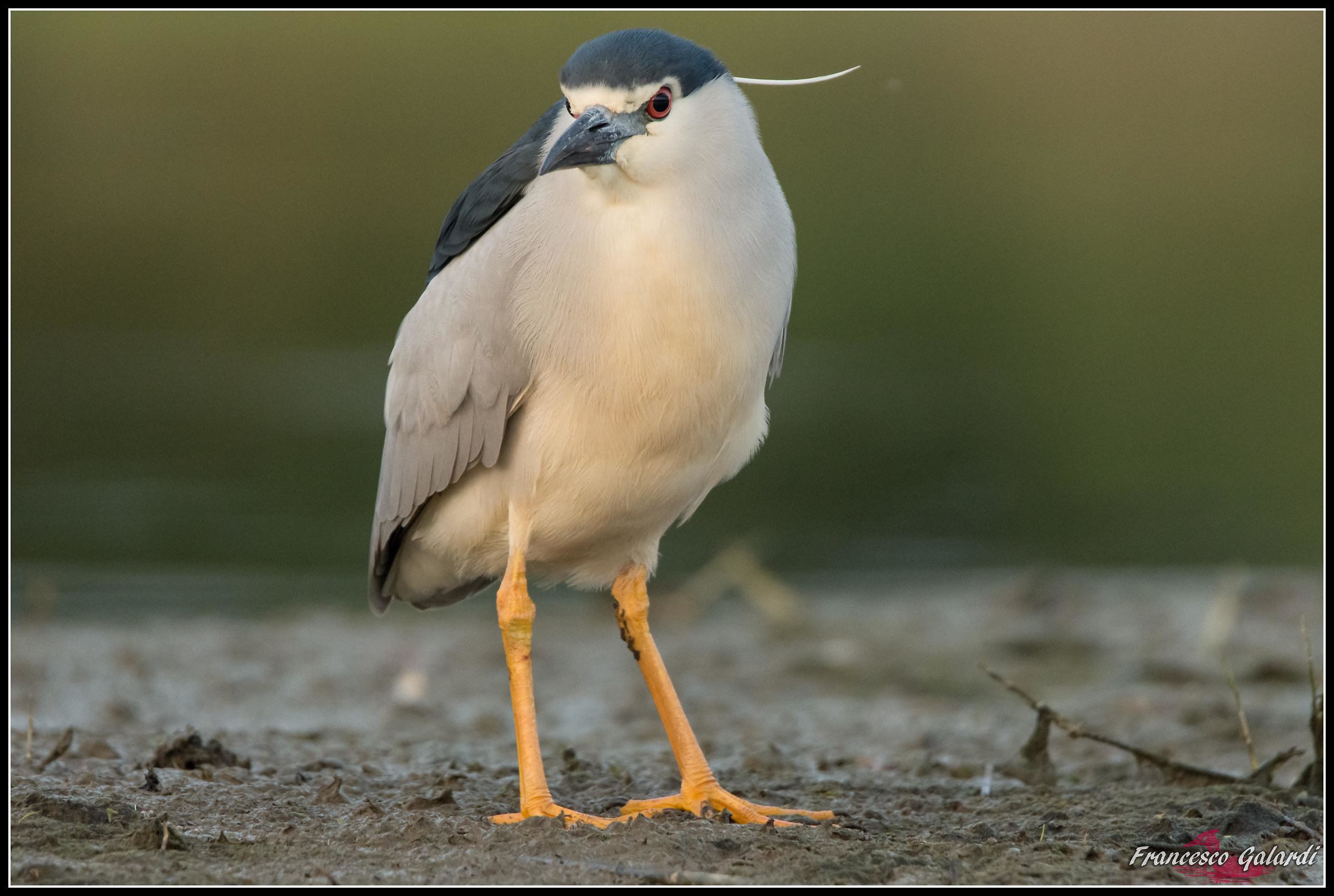 Nitticora giovane - Nycticorax nycticorax