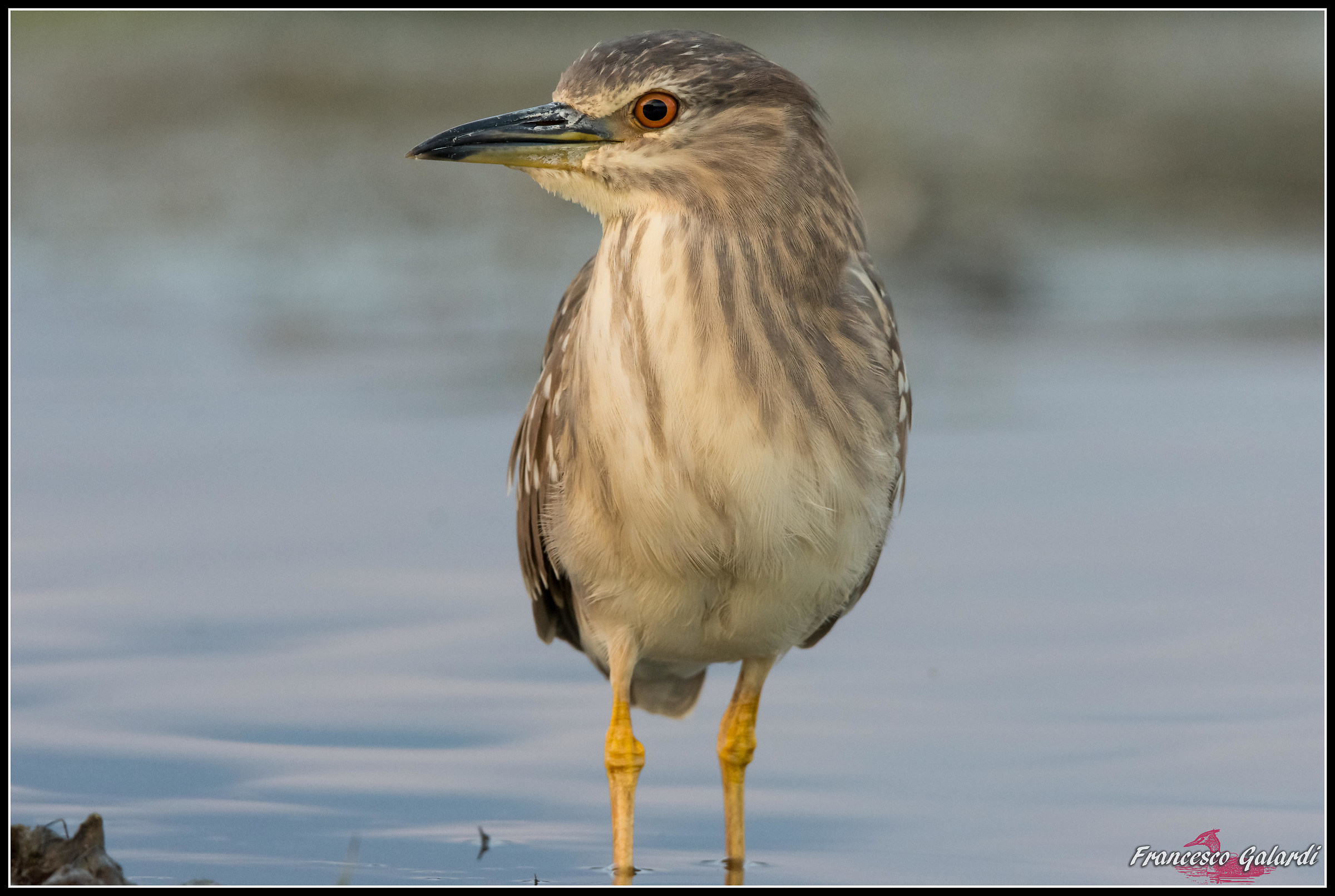 Nitticora giovane - Nycticorax nycticorax
