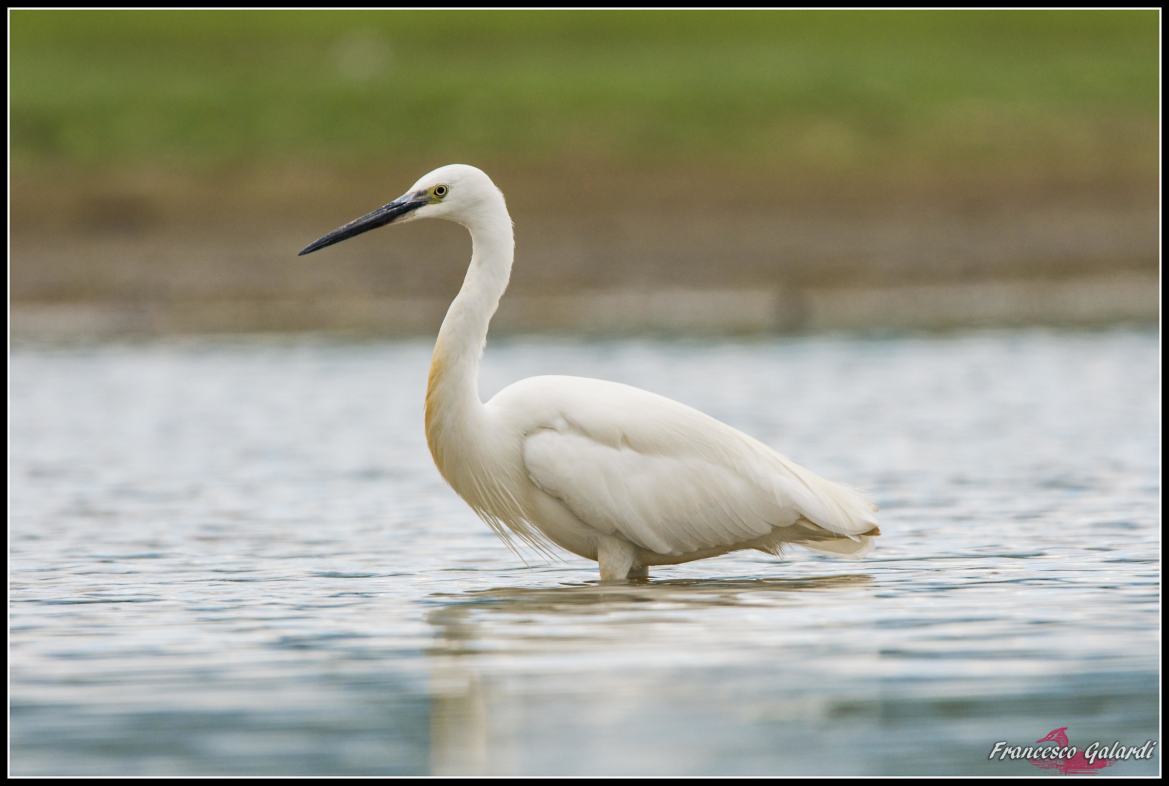 Egretta Garzetta