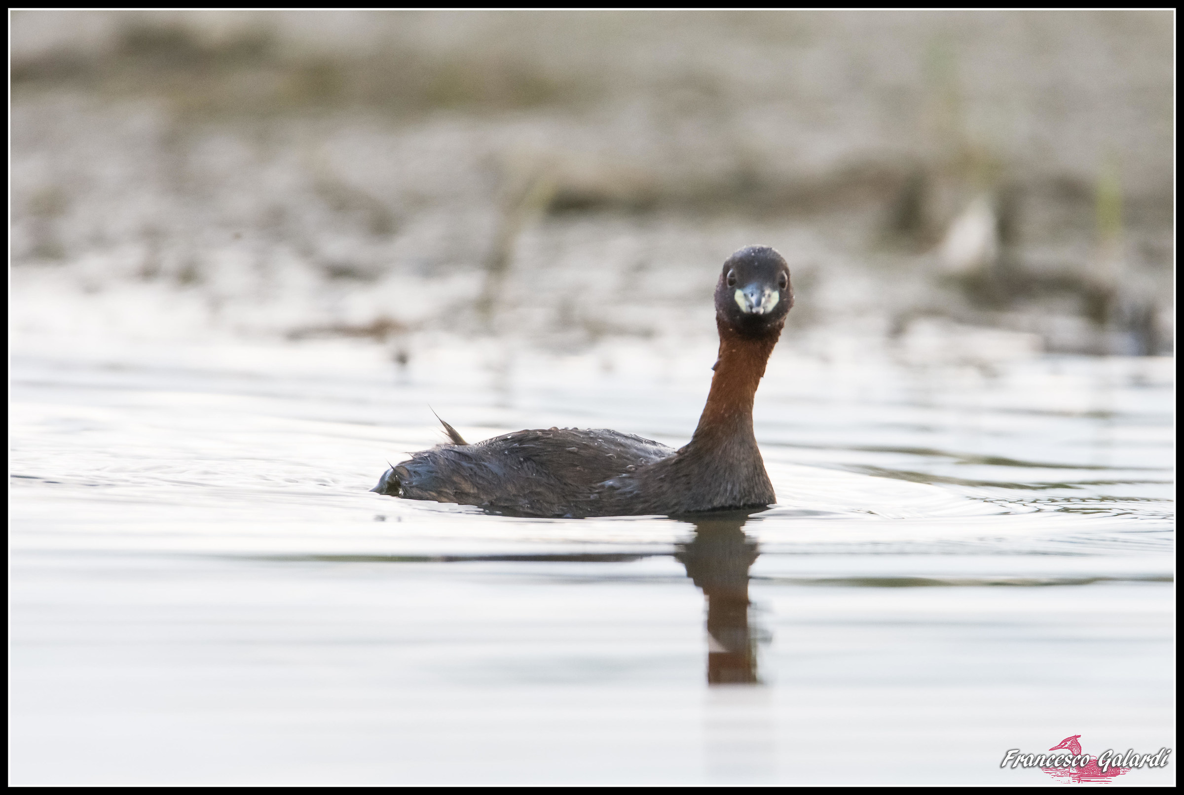 Tuffetto - Tachybaptus ruficollis