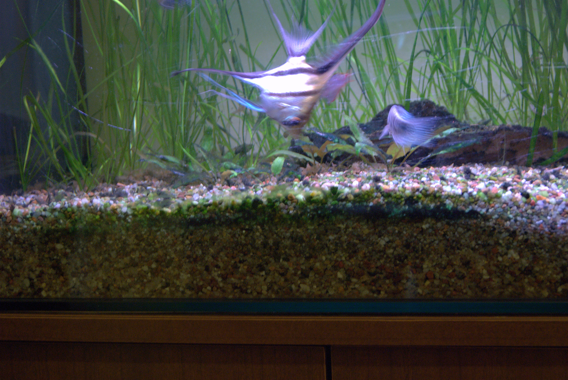 Pictures of my aquarium