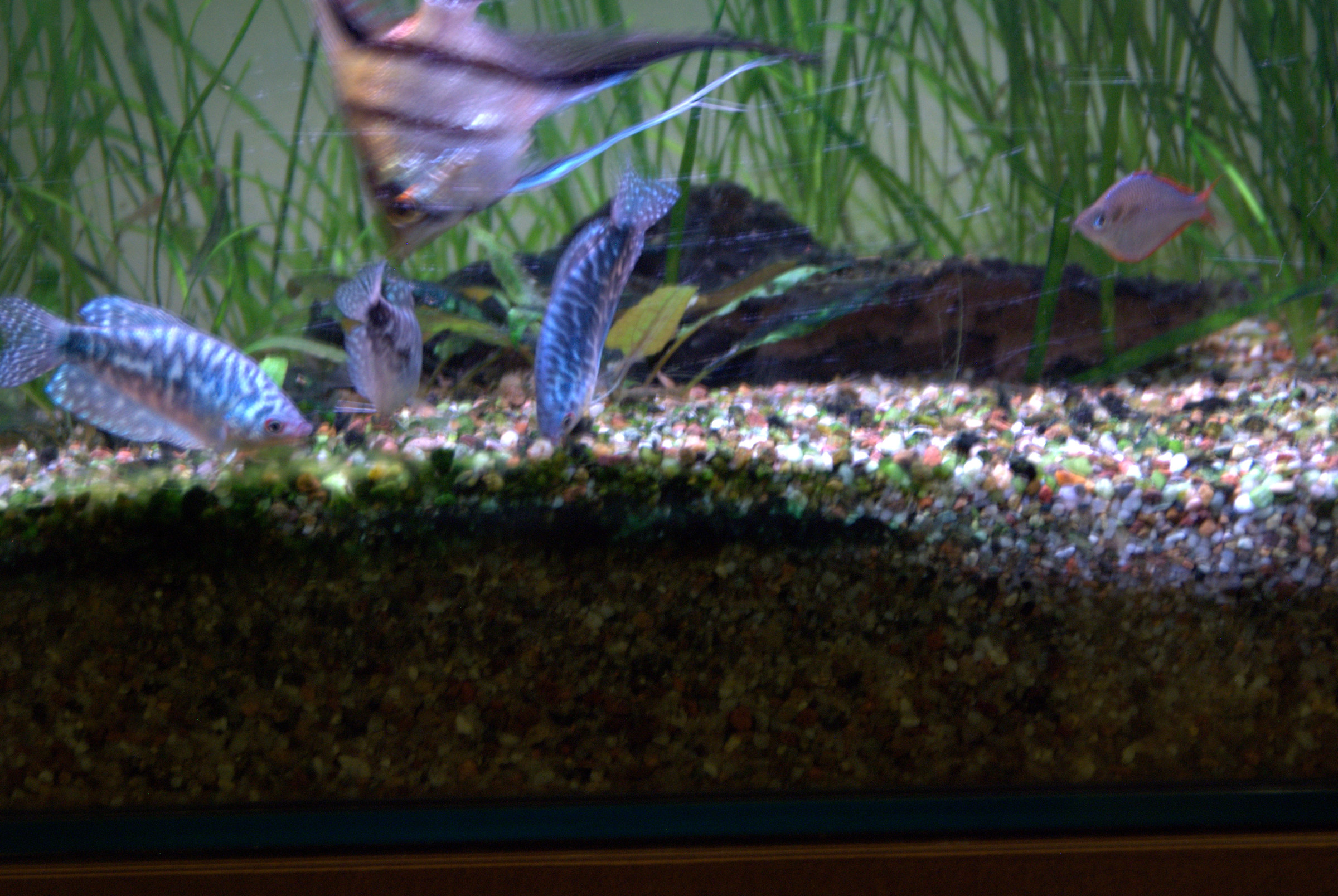 Pictures of my aquarium