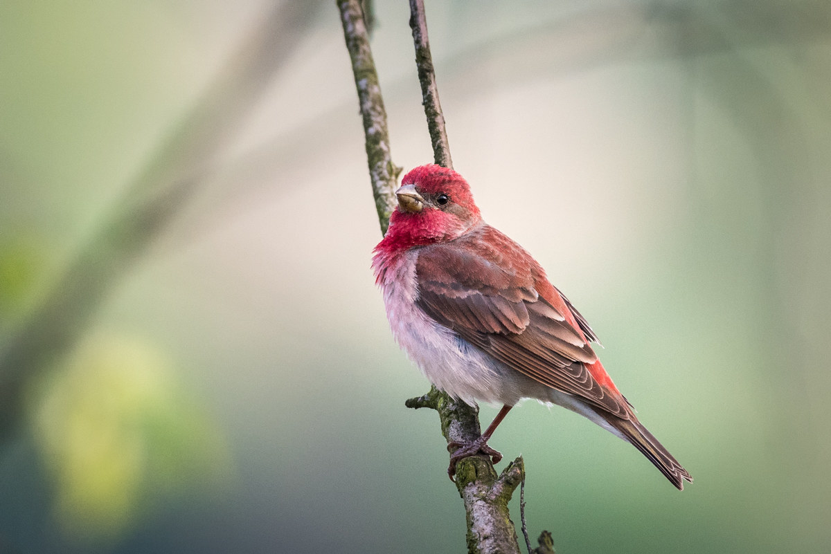 Common rosefinch