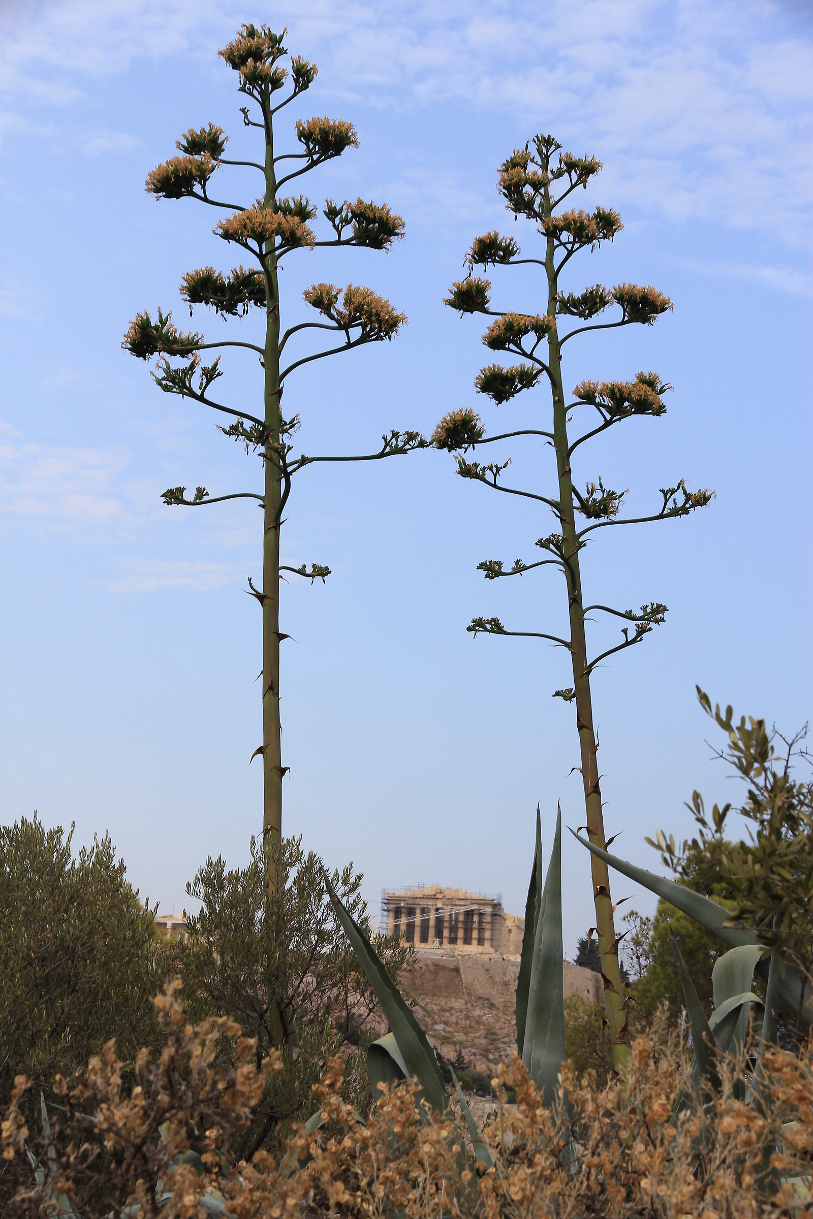 Athens - Parthenon, as it seems from Philopappos hill