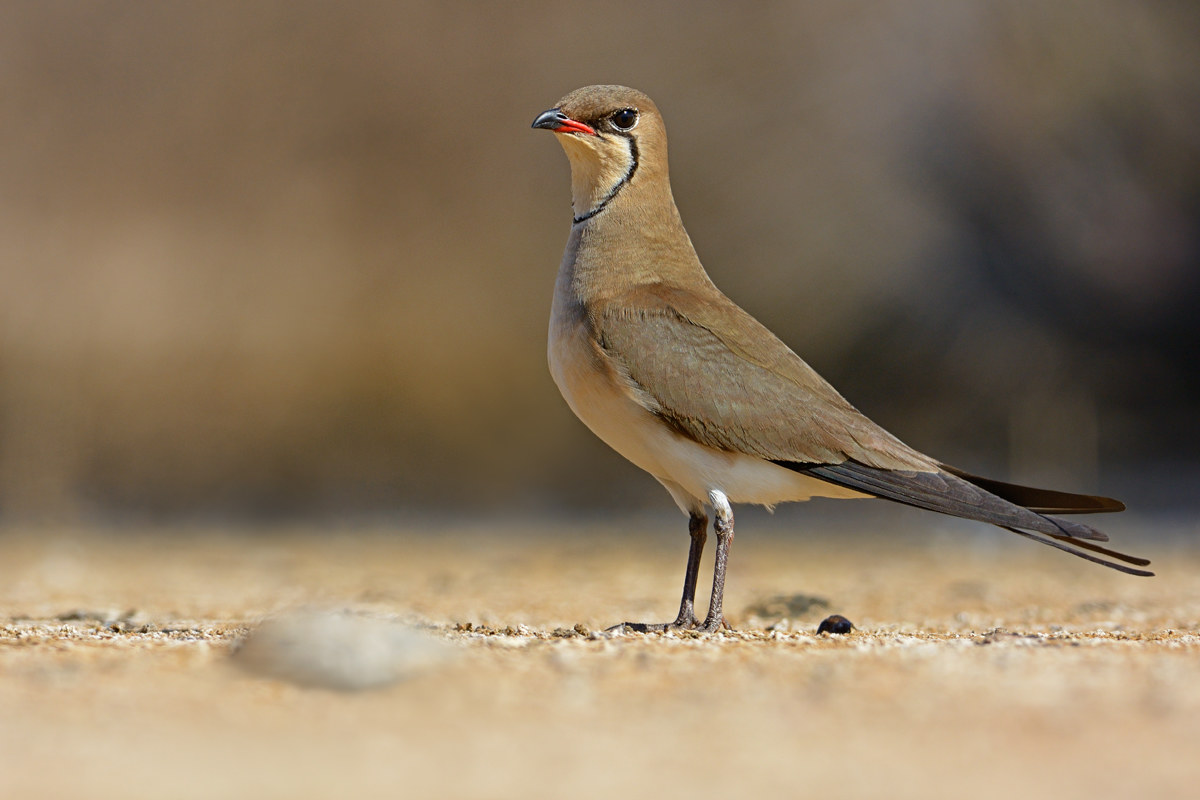 Pratincole-Glareola pratincola