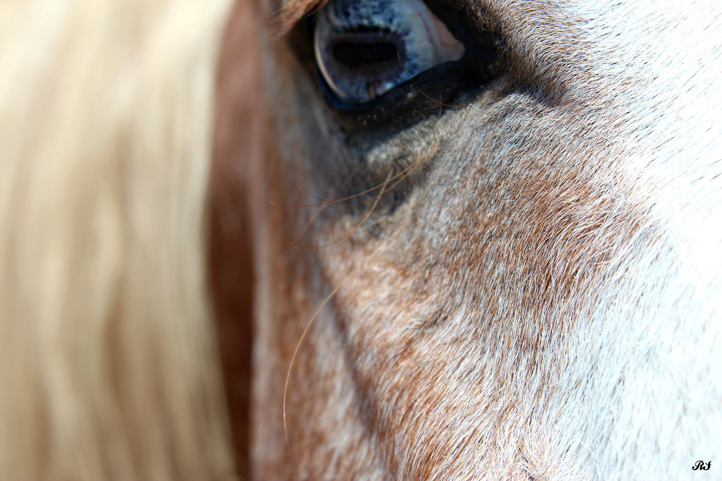 L'occhio dell'amore.