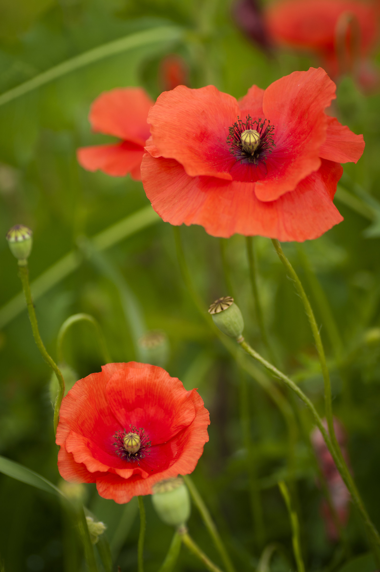 poppies ...