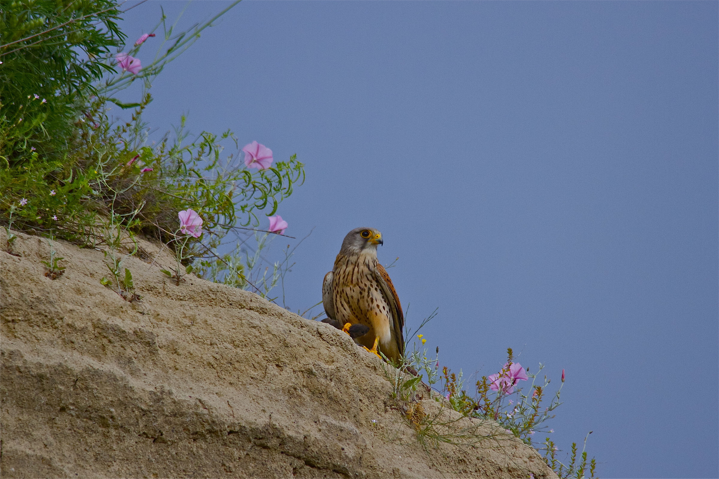 kestrels flowers