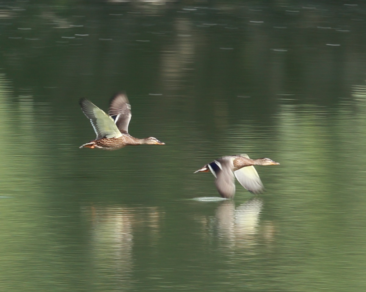 decollo in coppia dal lago