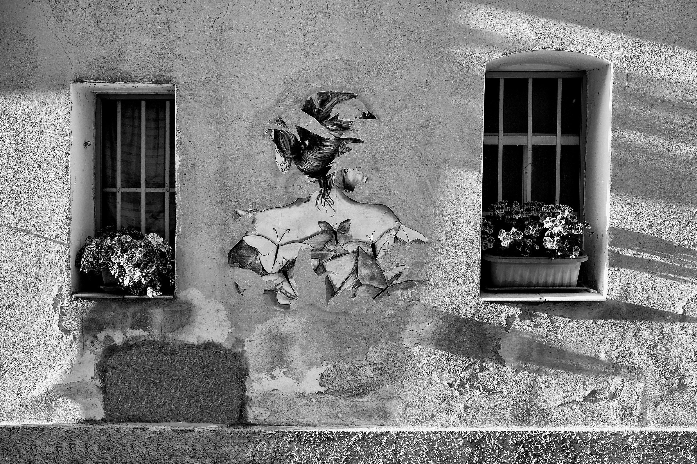 butterflies and flowers