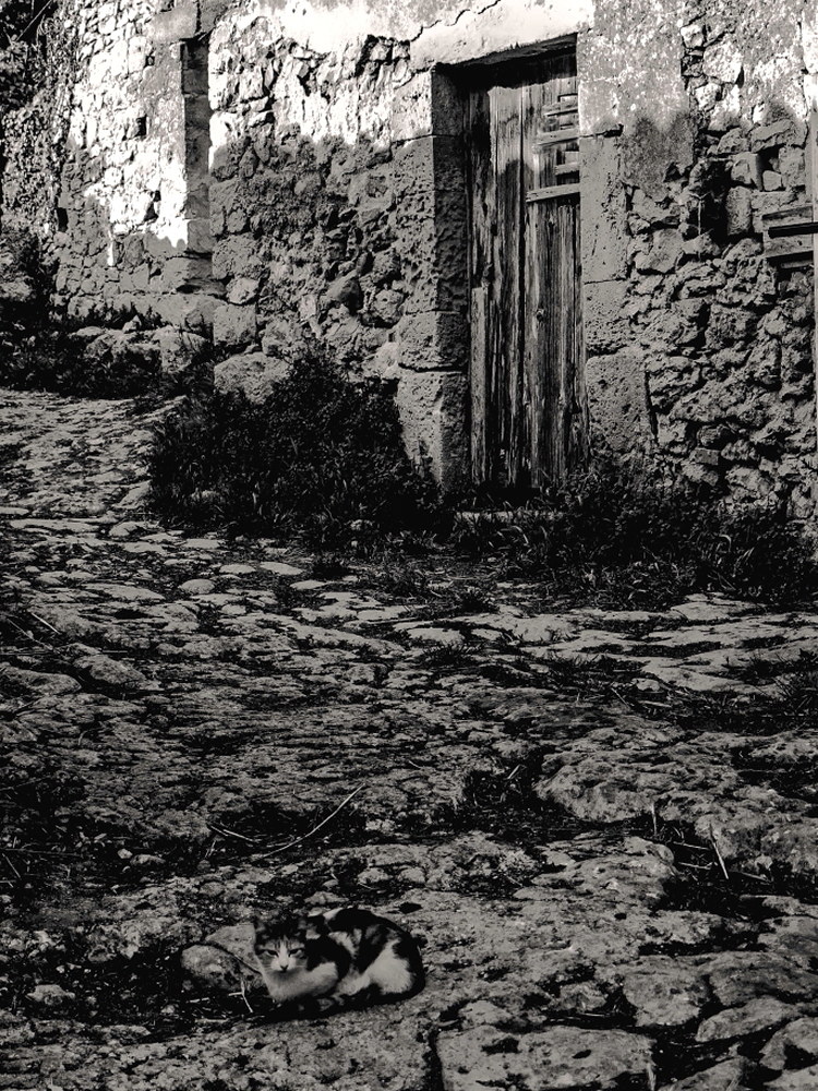 Il regno dei gatti - Rigolizia 4