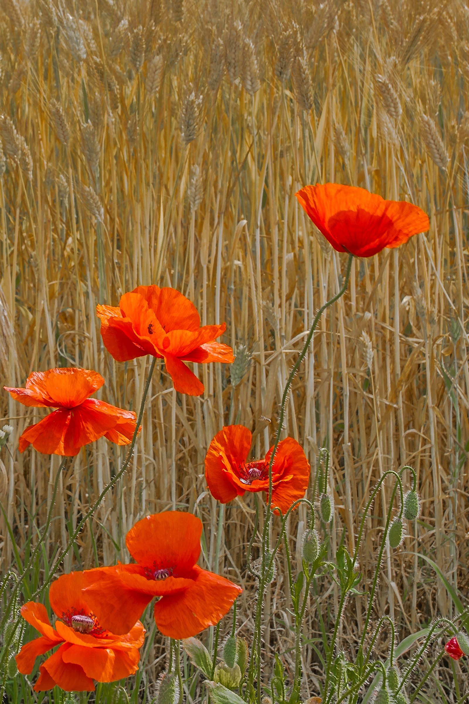 poppies