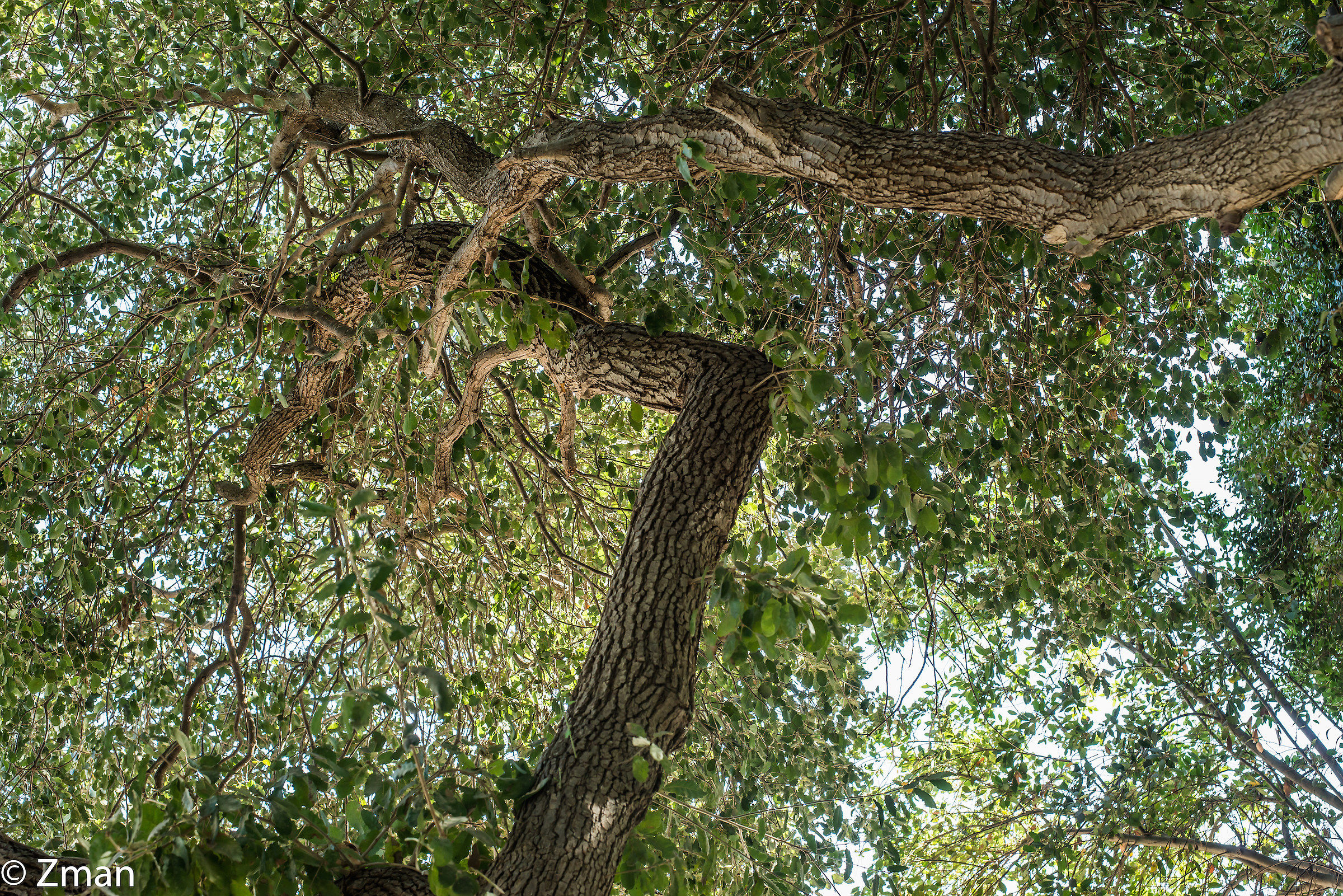 I nostri alberi di quercia