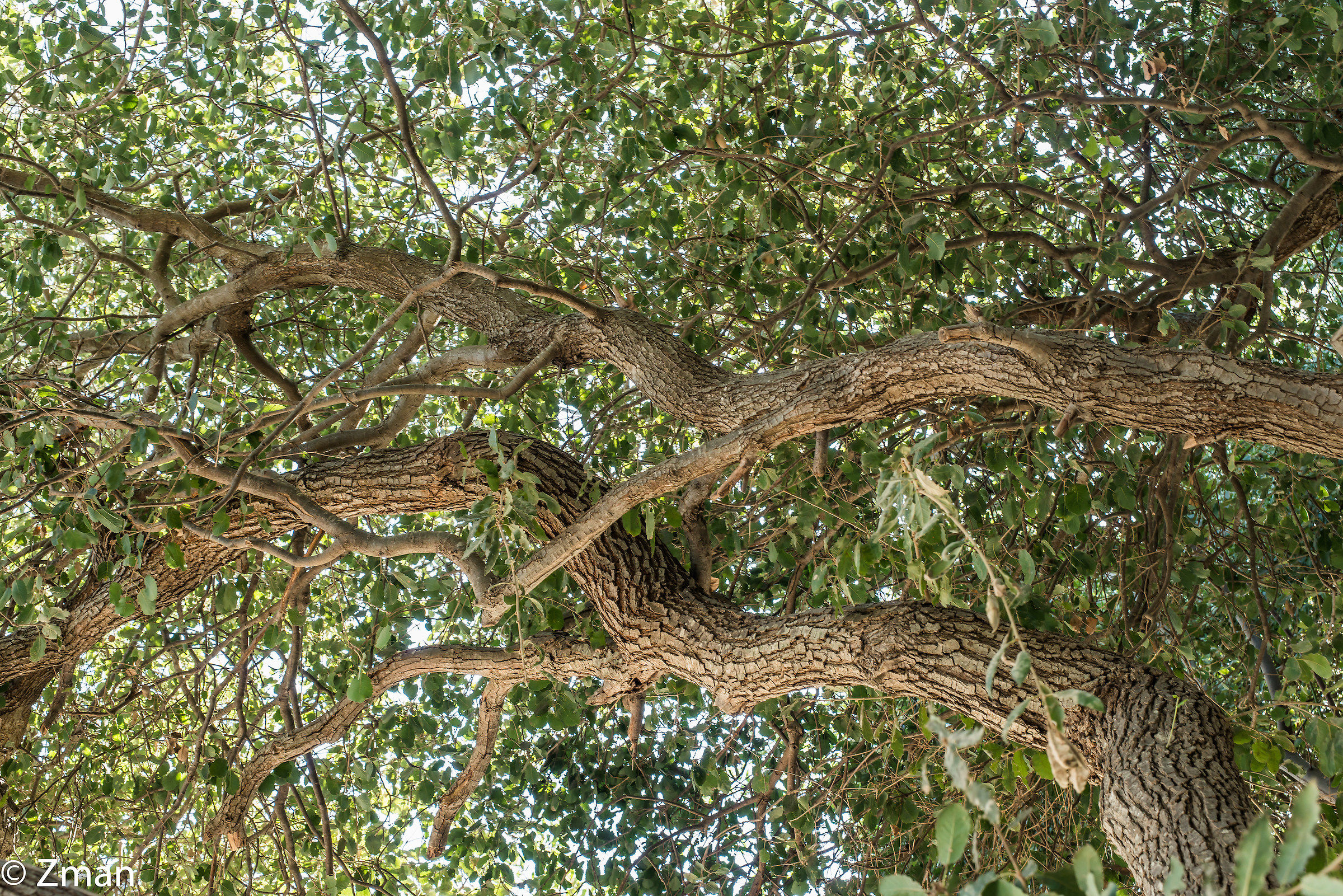 I nostri alberi di quercia