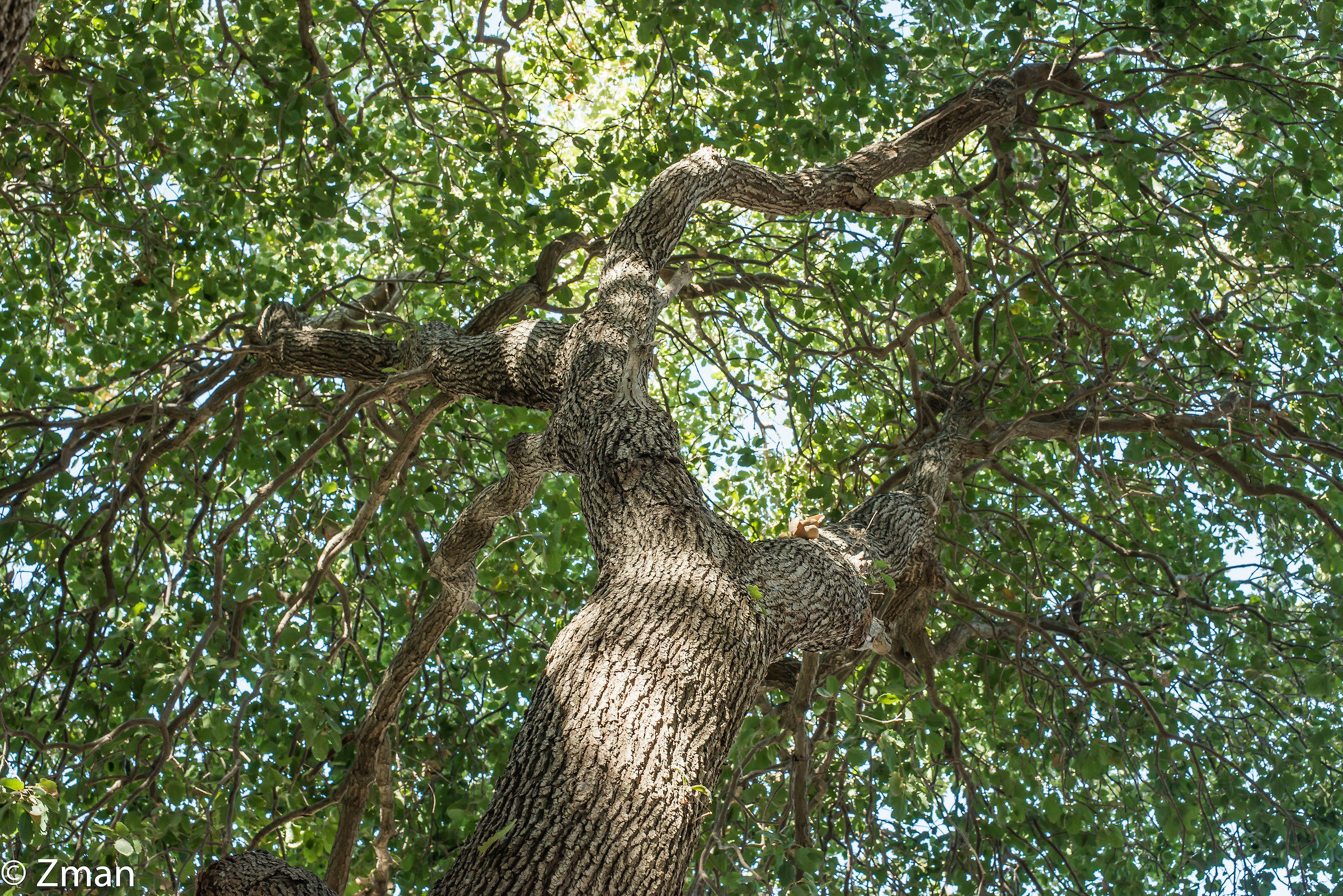 I nostri alberi di quercia