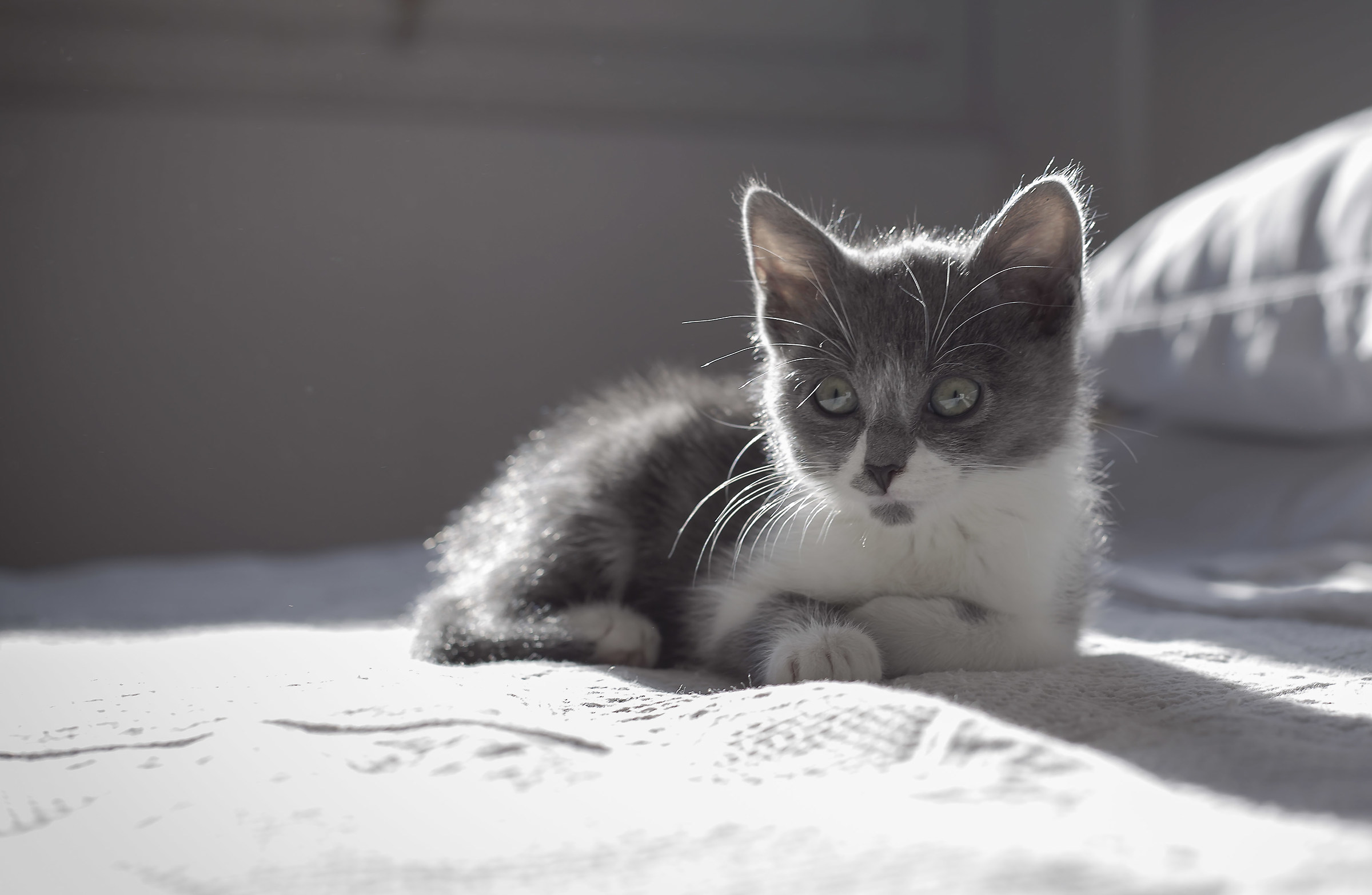 the cat  is on the bed