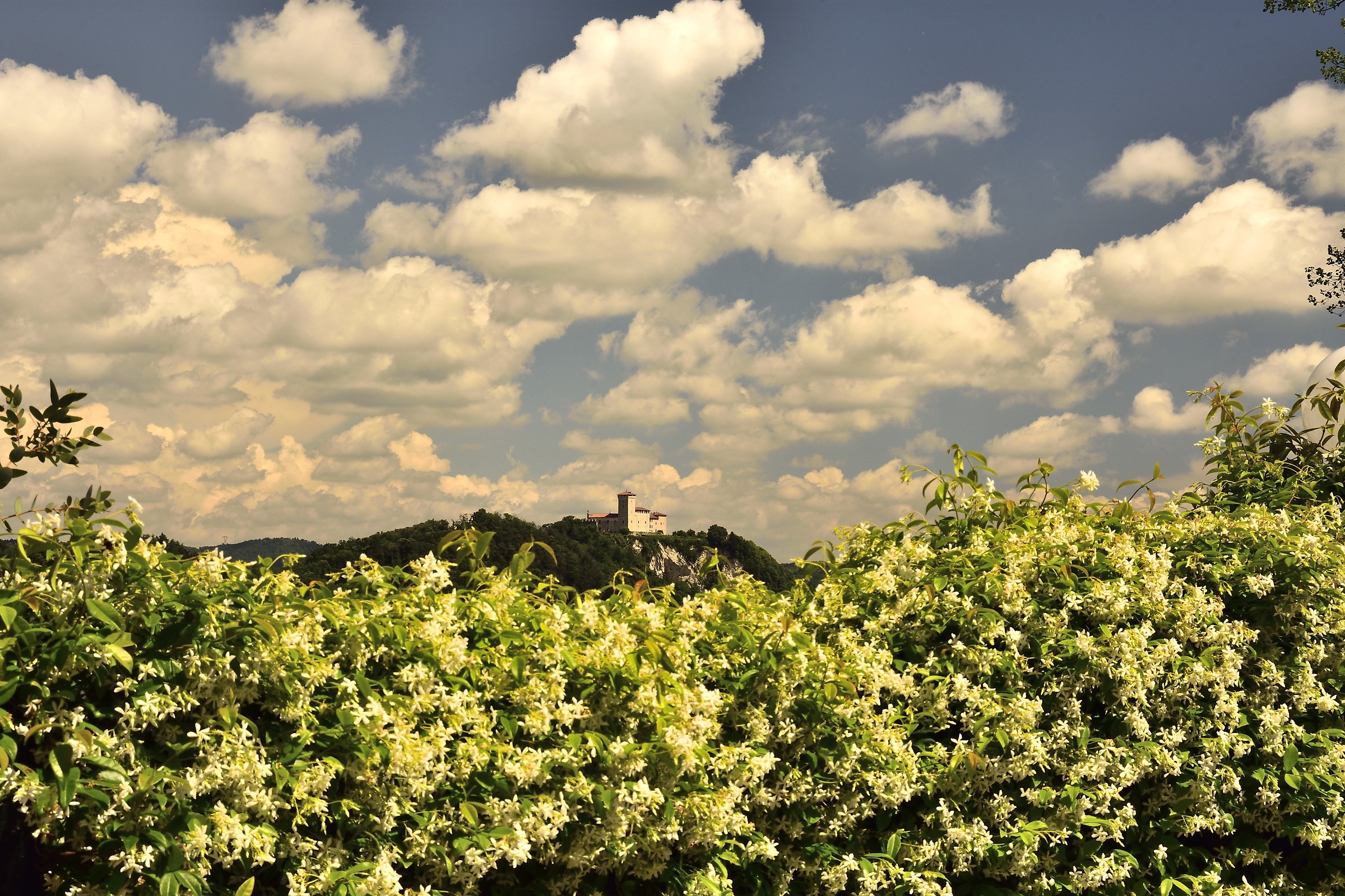 varied between sky and huge bushes of jasmine