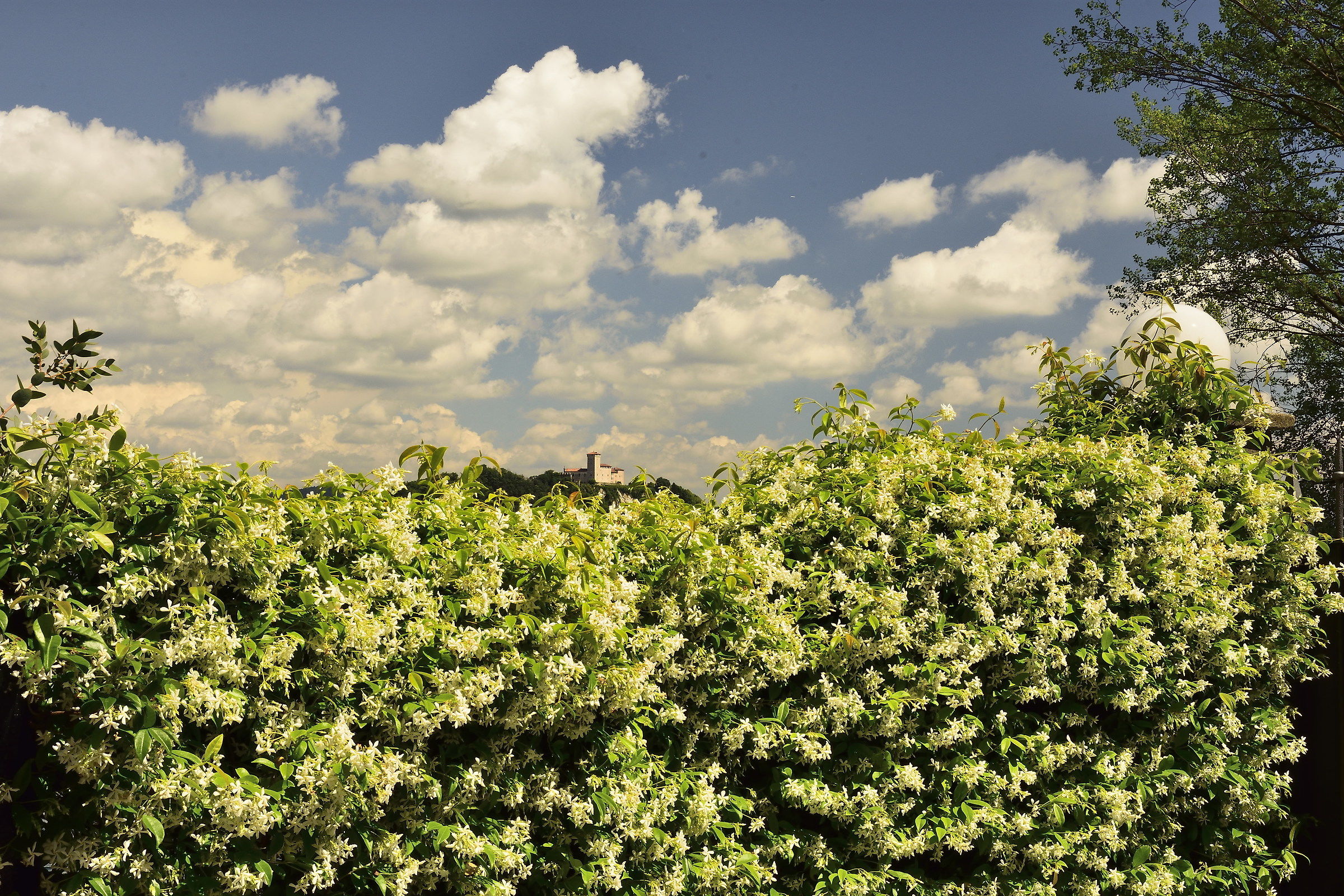 varied between sky and huge bushes of jasmine